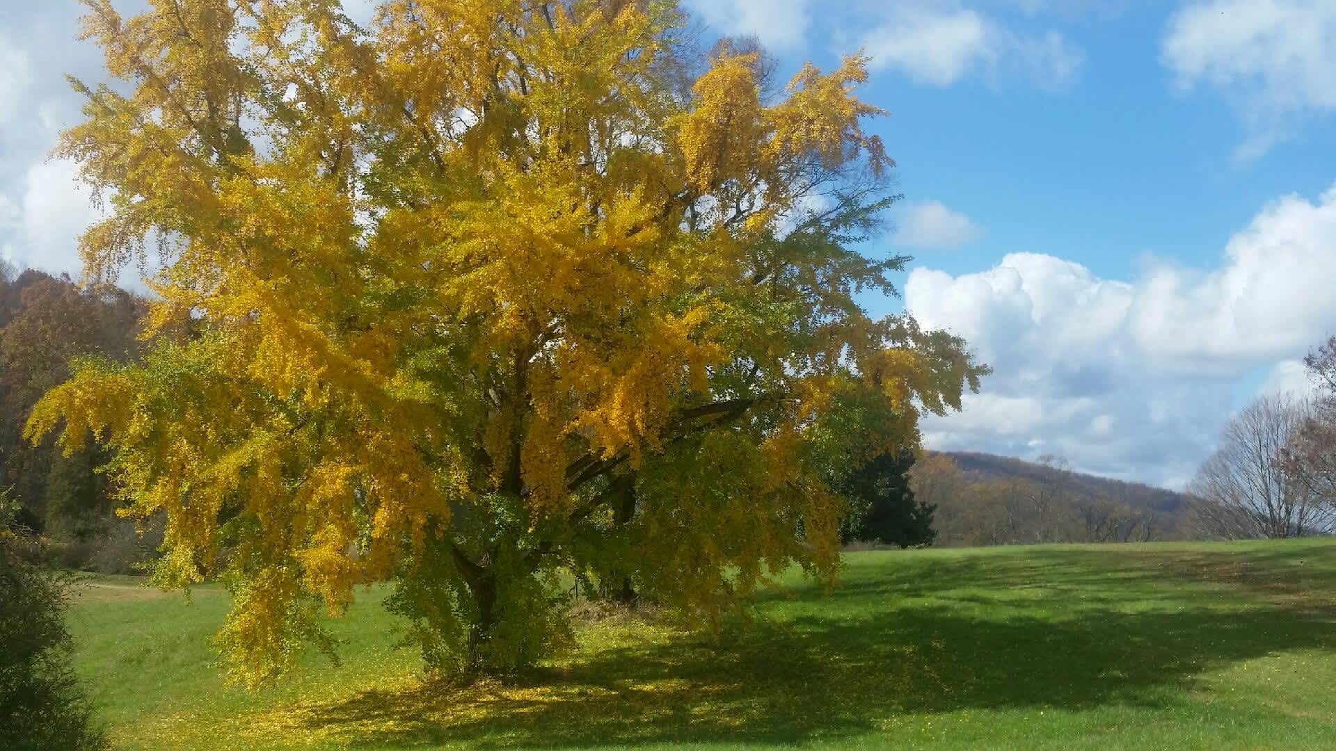Majestic ginkgo tree near the cabin