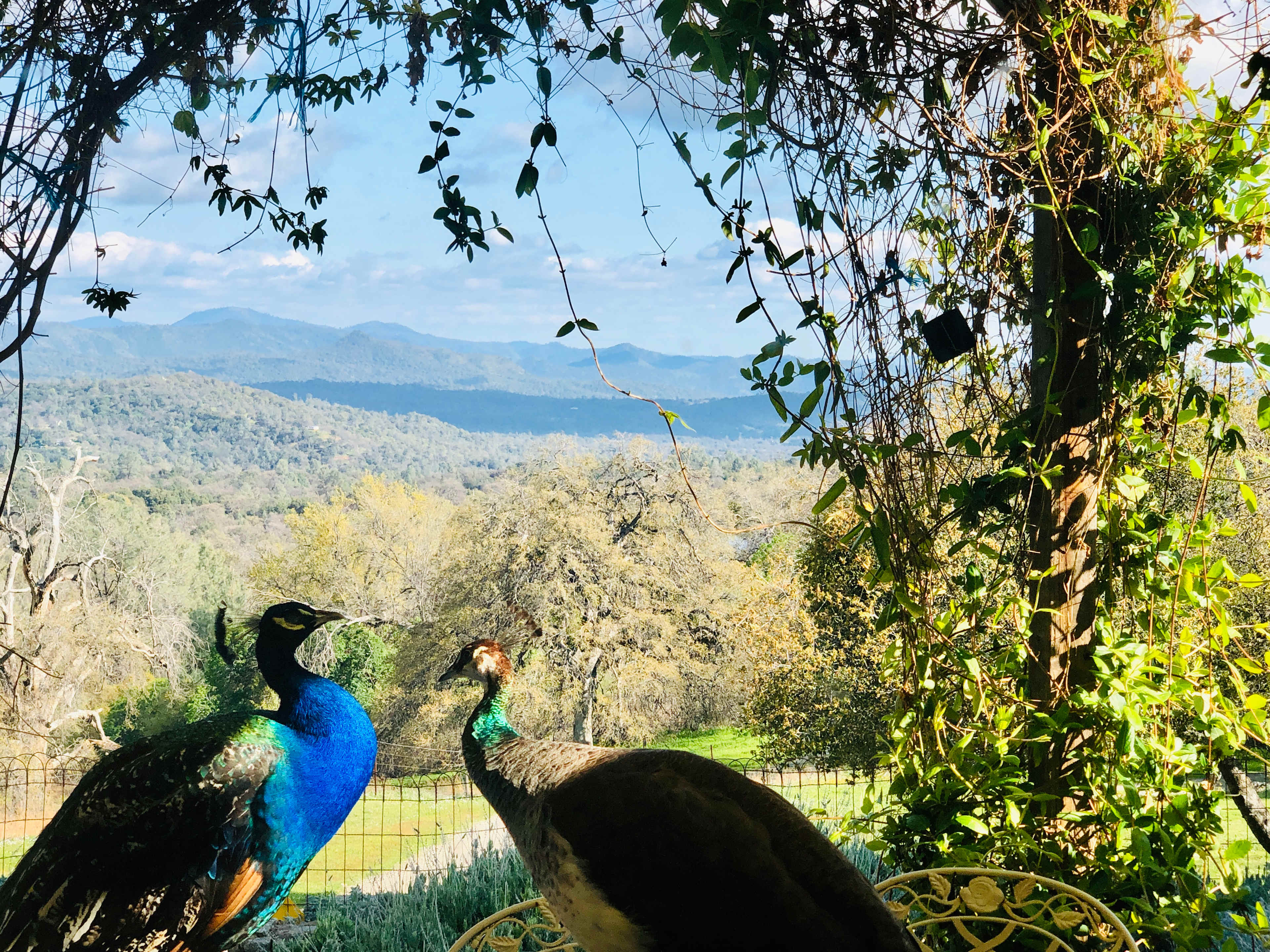 The peacocks having a romantic moment