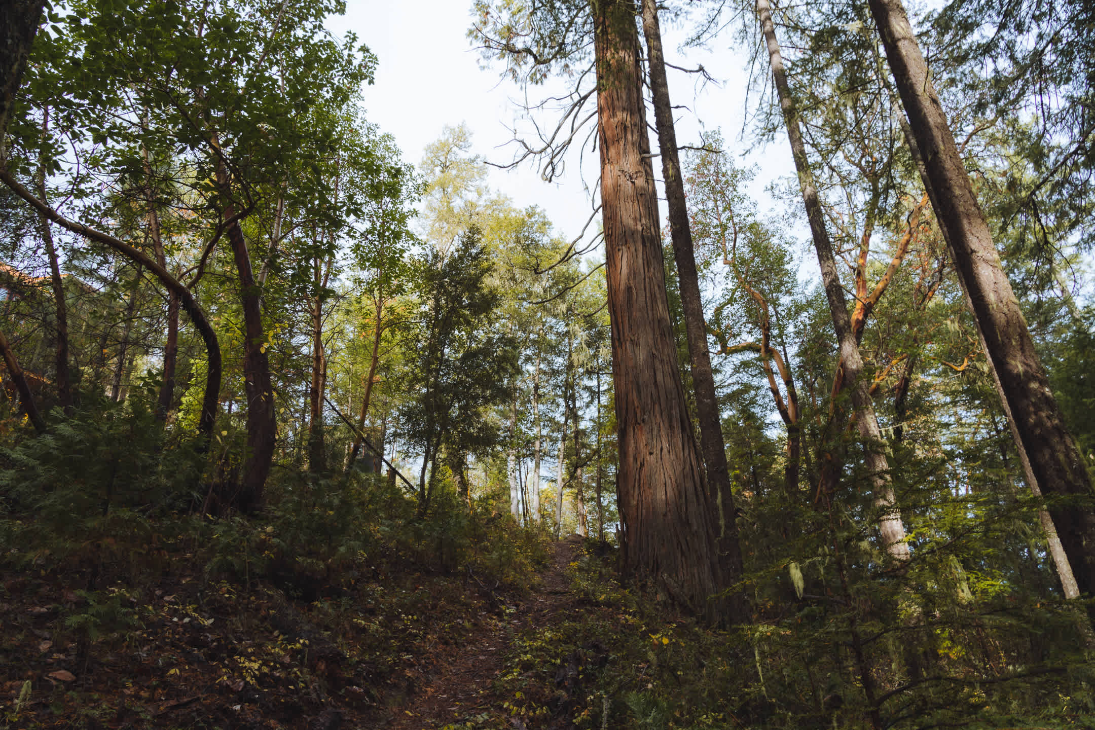 Hiking trail below the property leads you through a beautiful forest. 