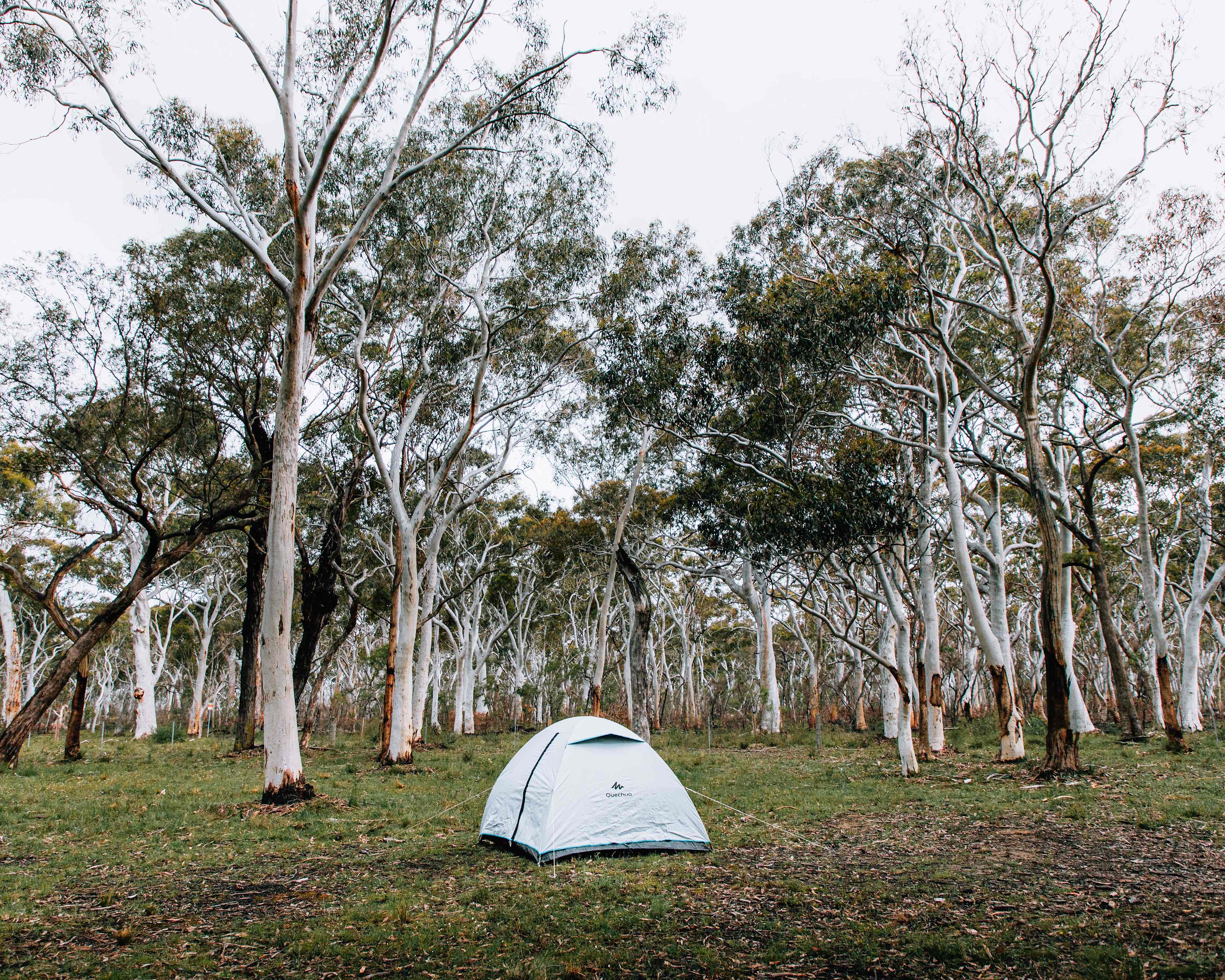 Pitch your tent among the white gum trees