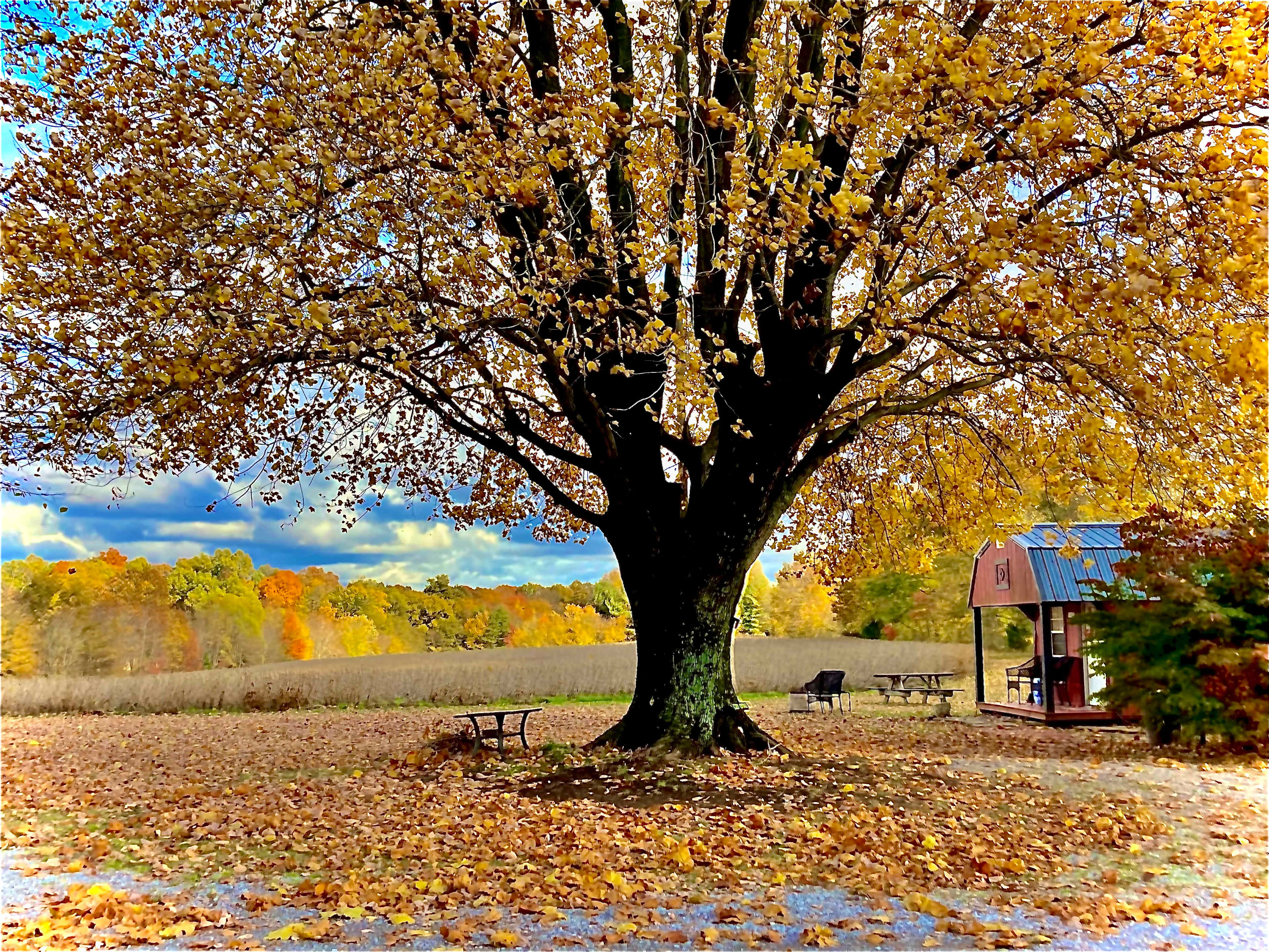 Its harvest time.  Pictured is the Cozy Cottage overlooking the soybean field.