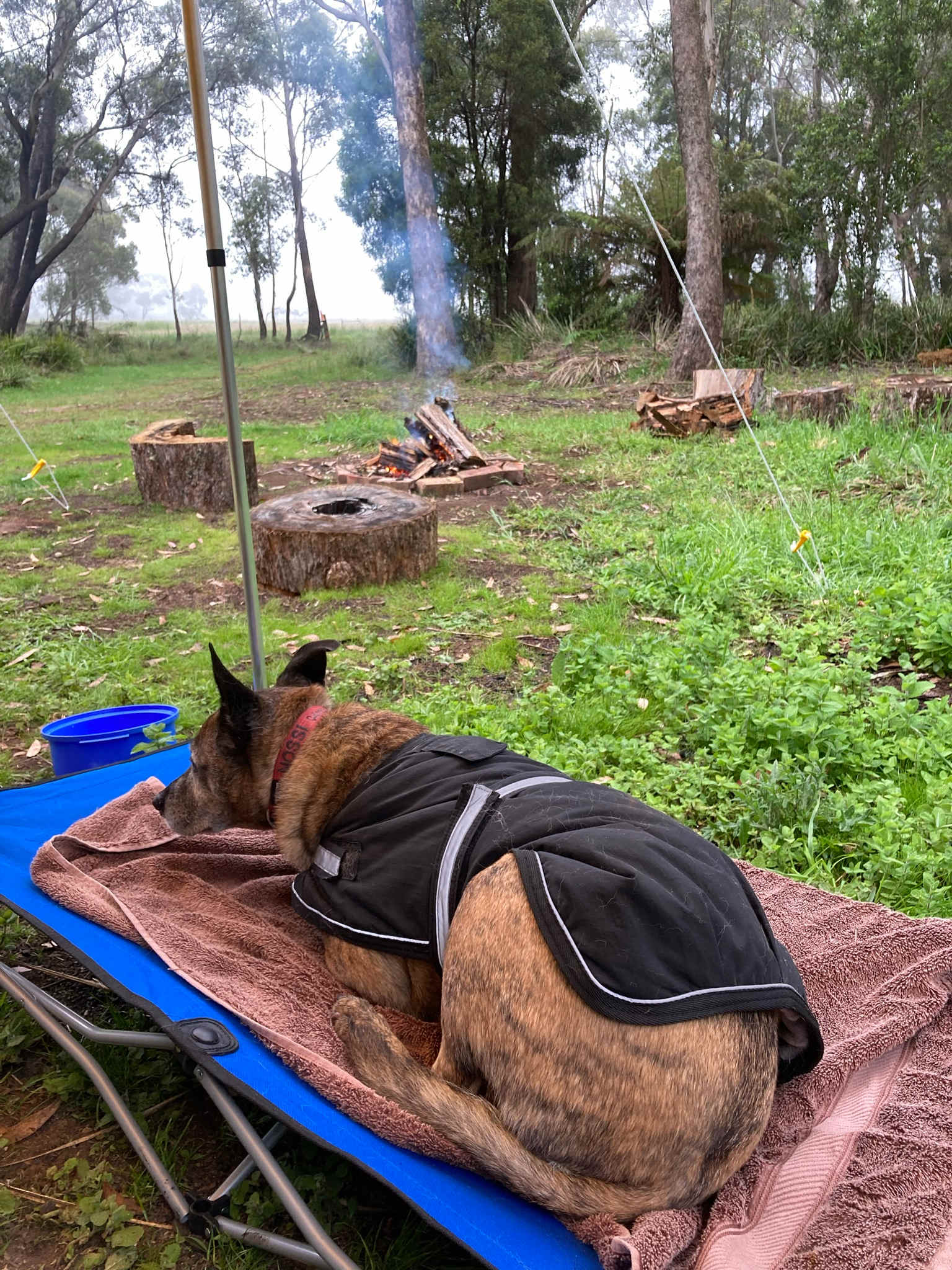 Dogs welcome on leash 