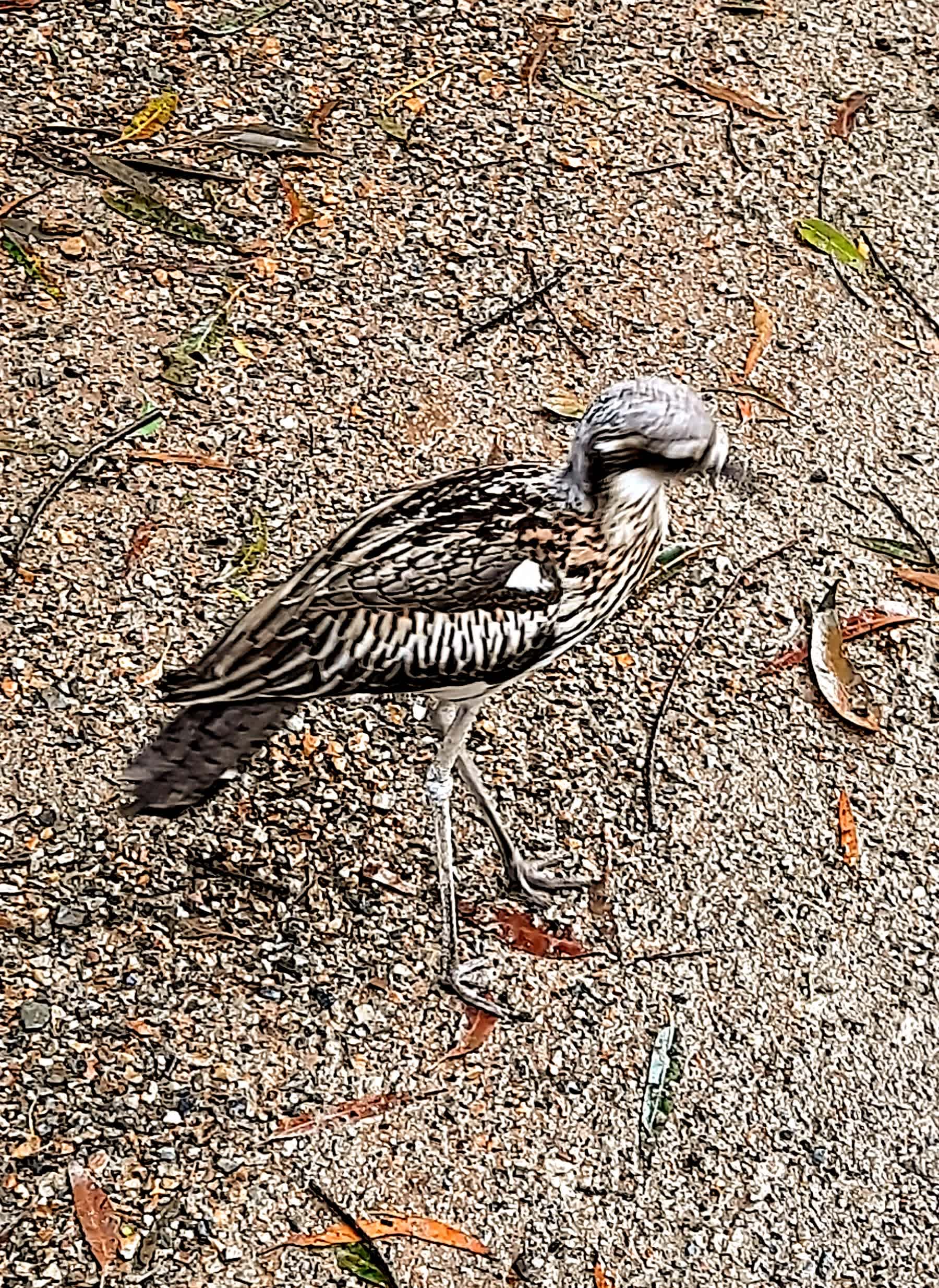 BUSH STONE CURLEW