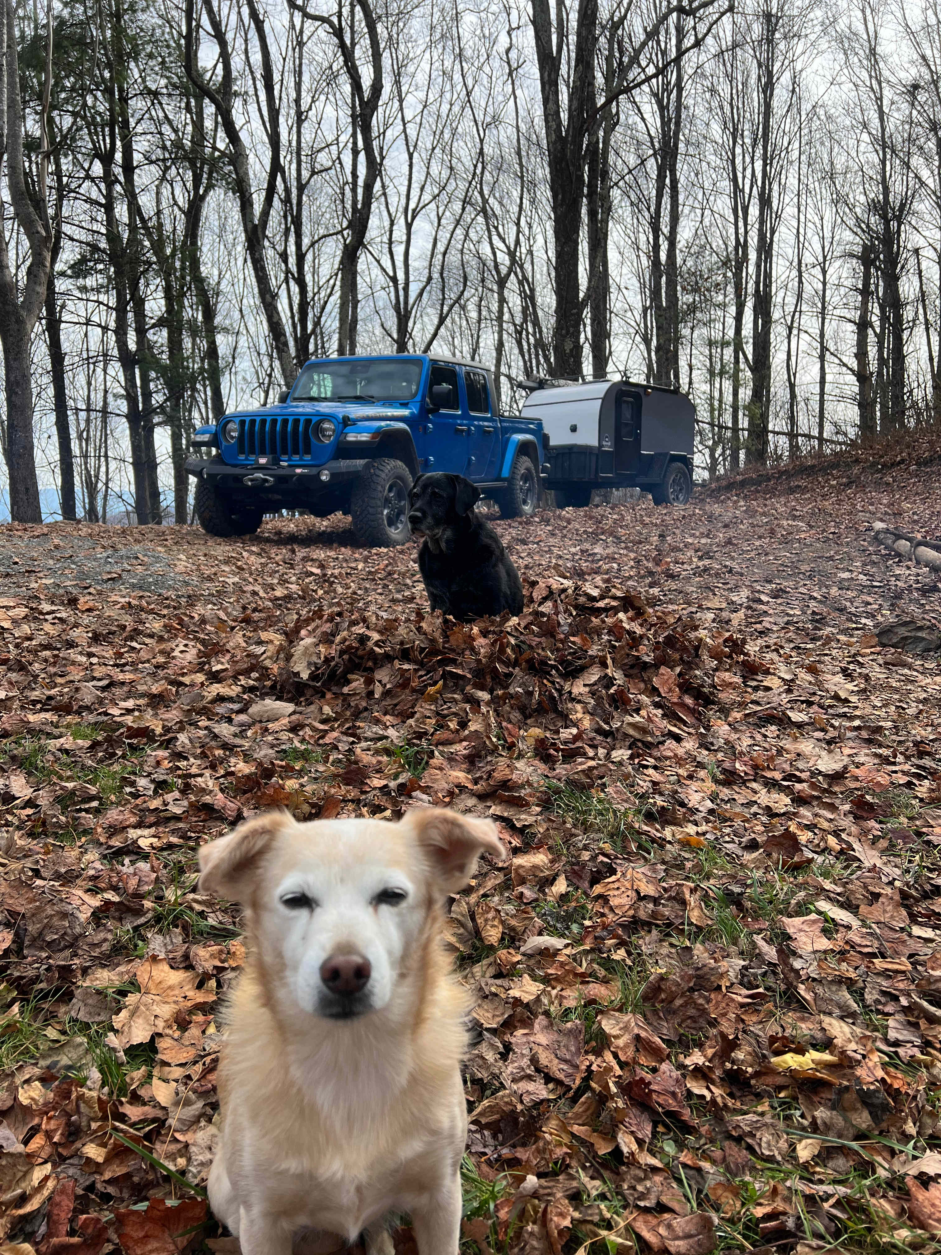 Pups at camp 