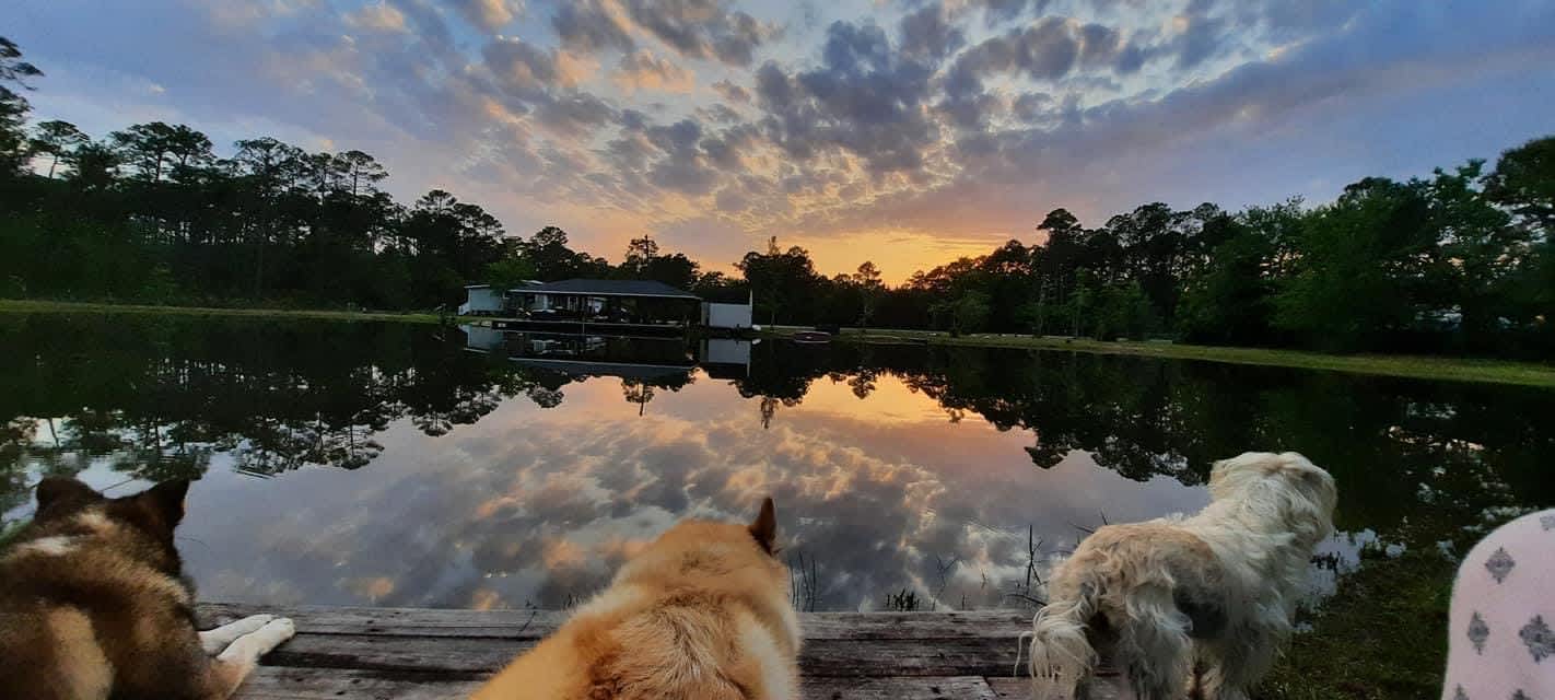 The fur kids watching the sun set.   