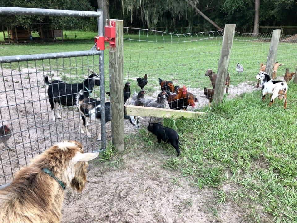 Collins Farm