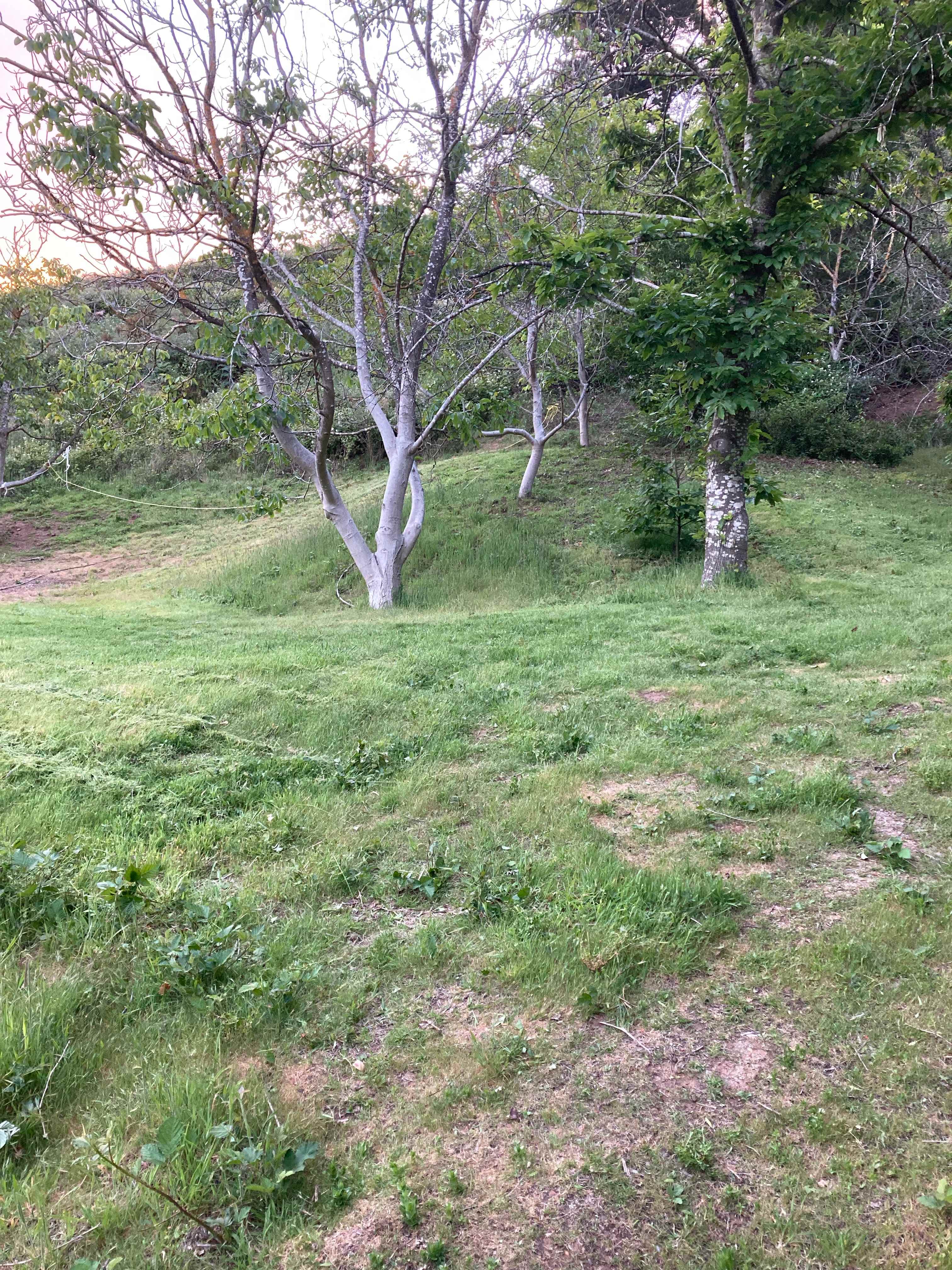 Chestnut Grove