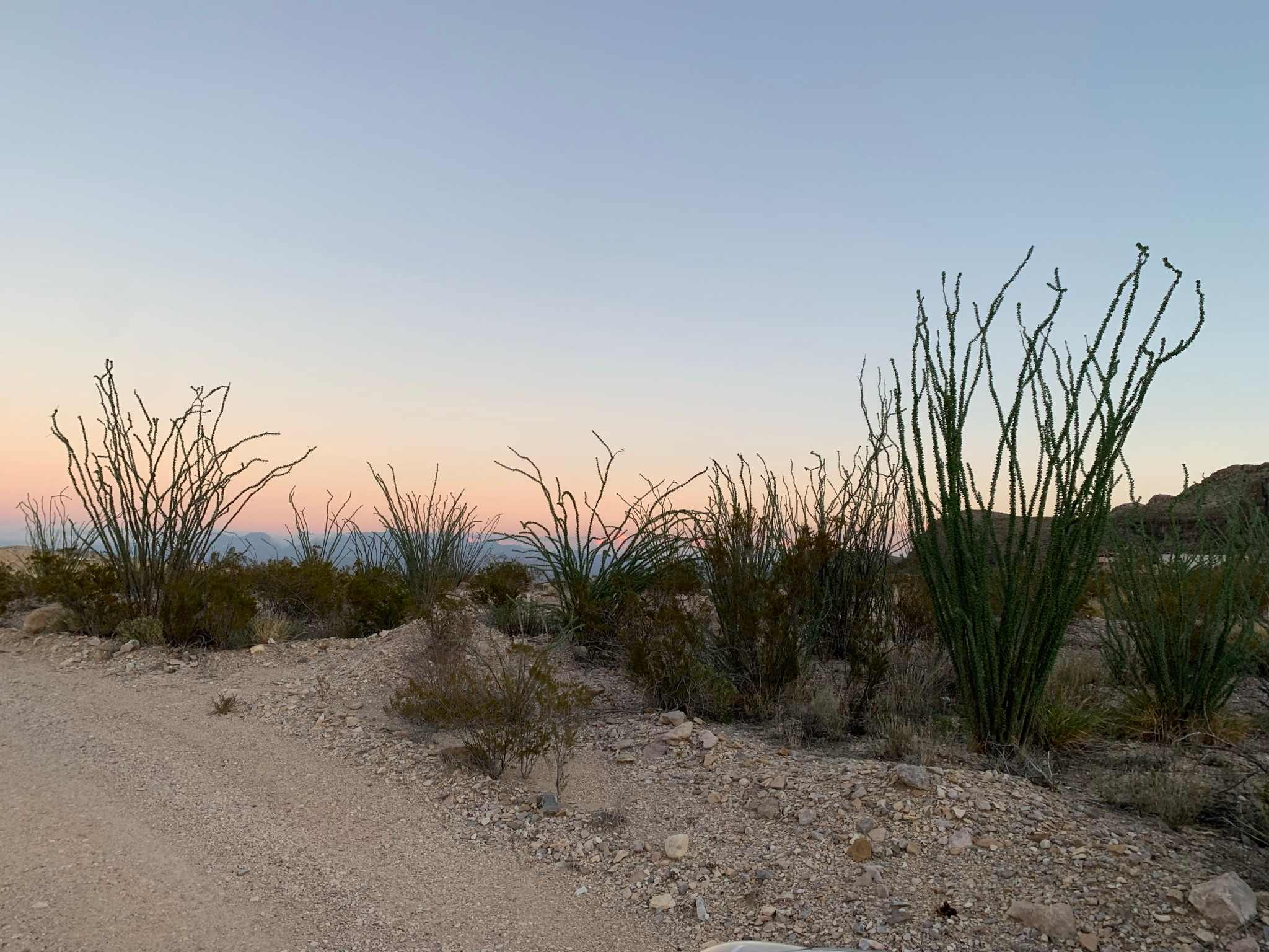 Ocotillo sunset