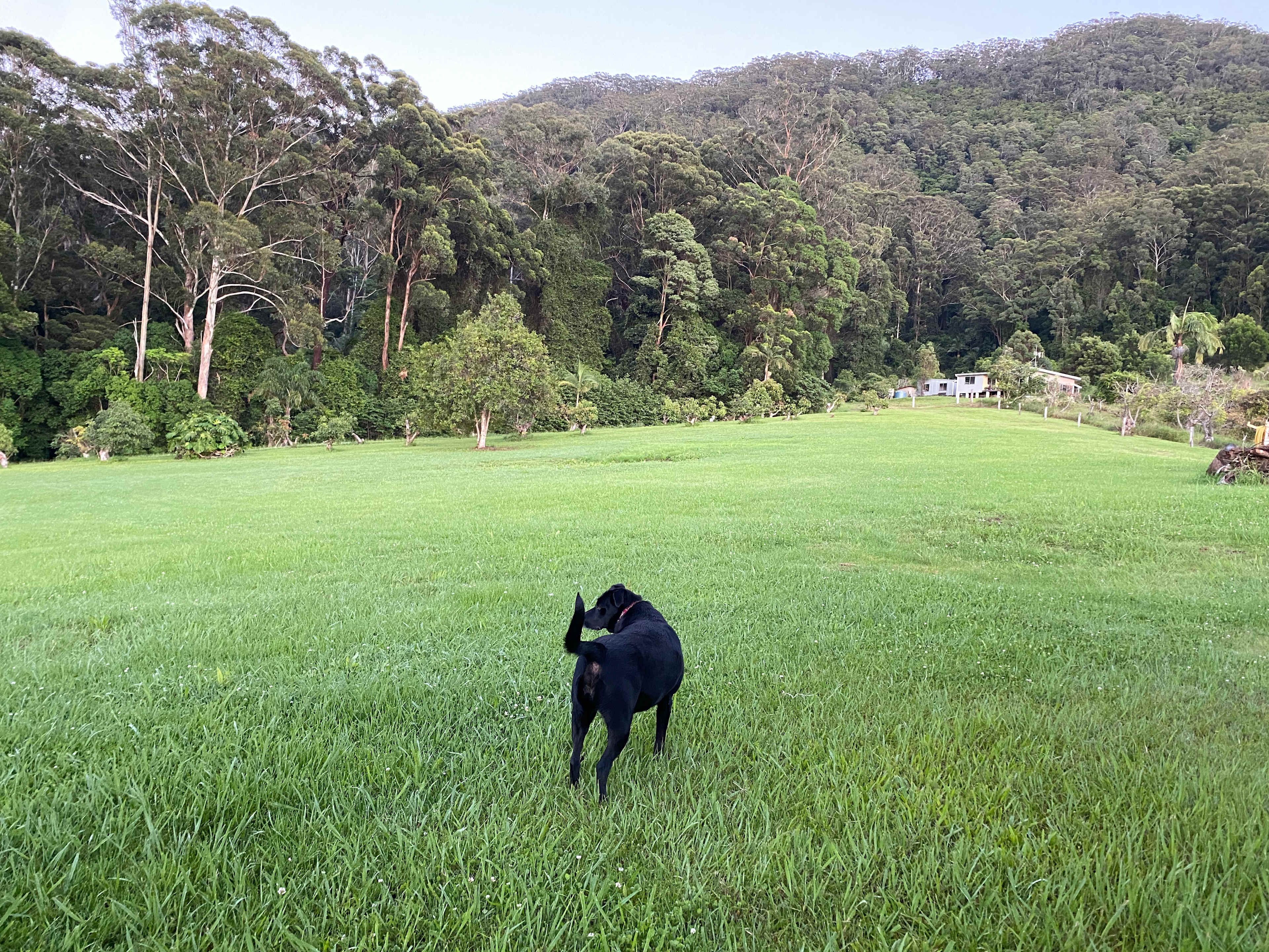 Dogs welcome 