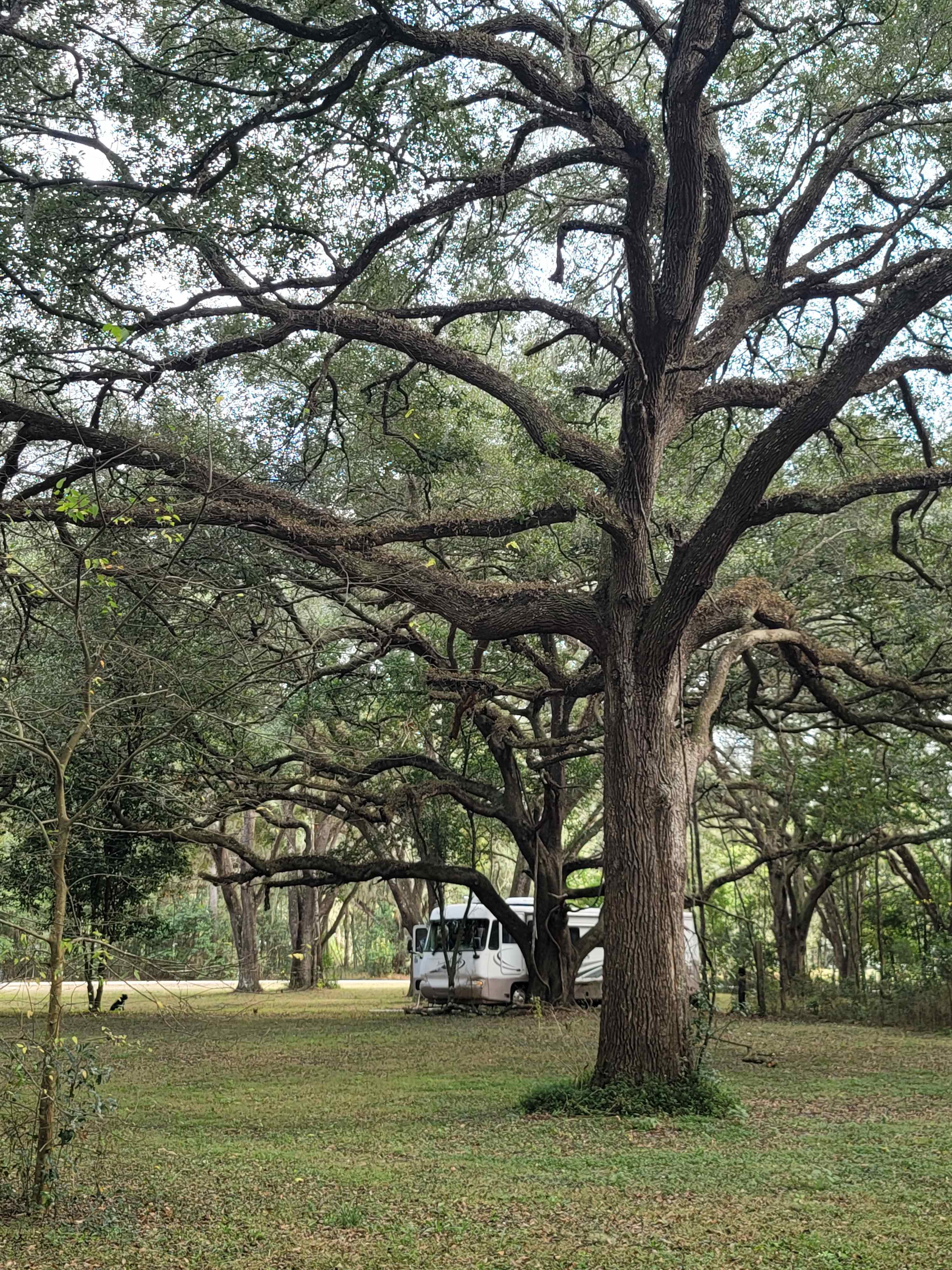 Enchanted Oak Paradise
