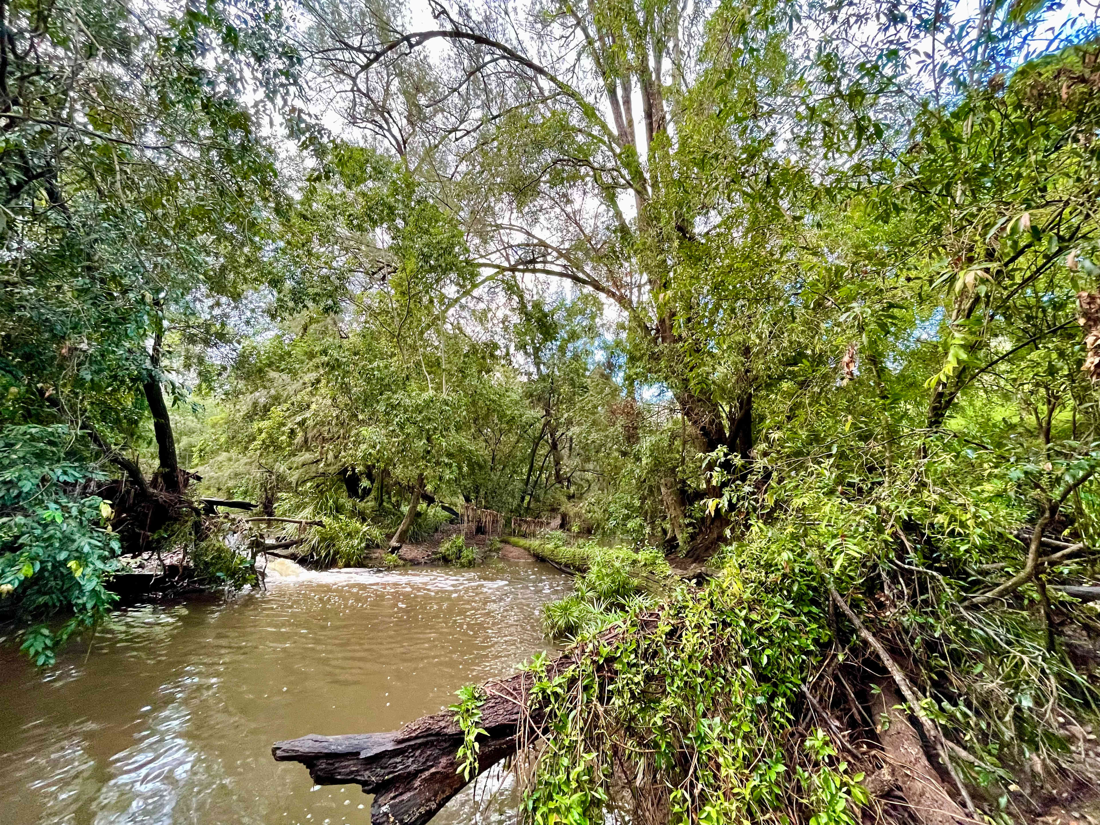 Tranquil creek