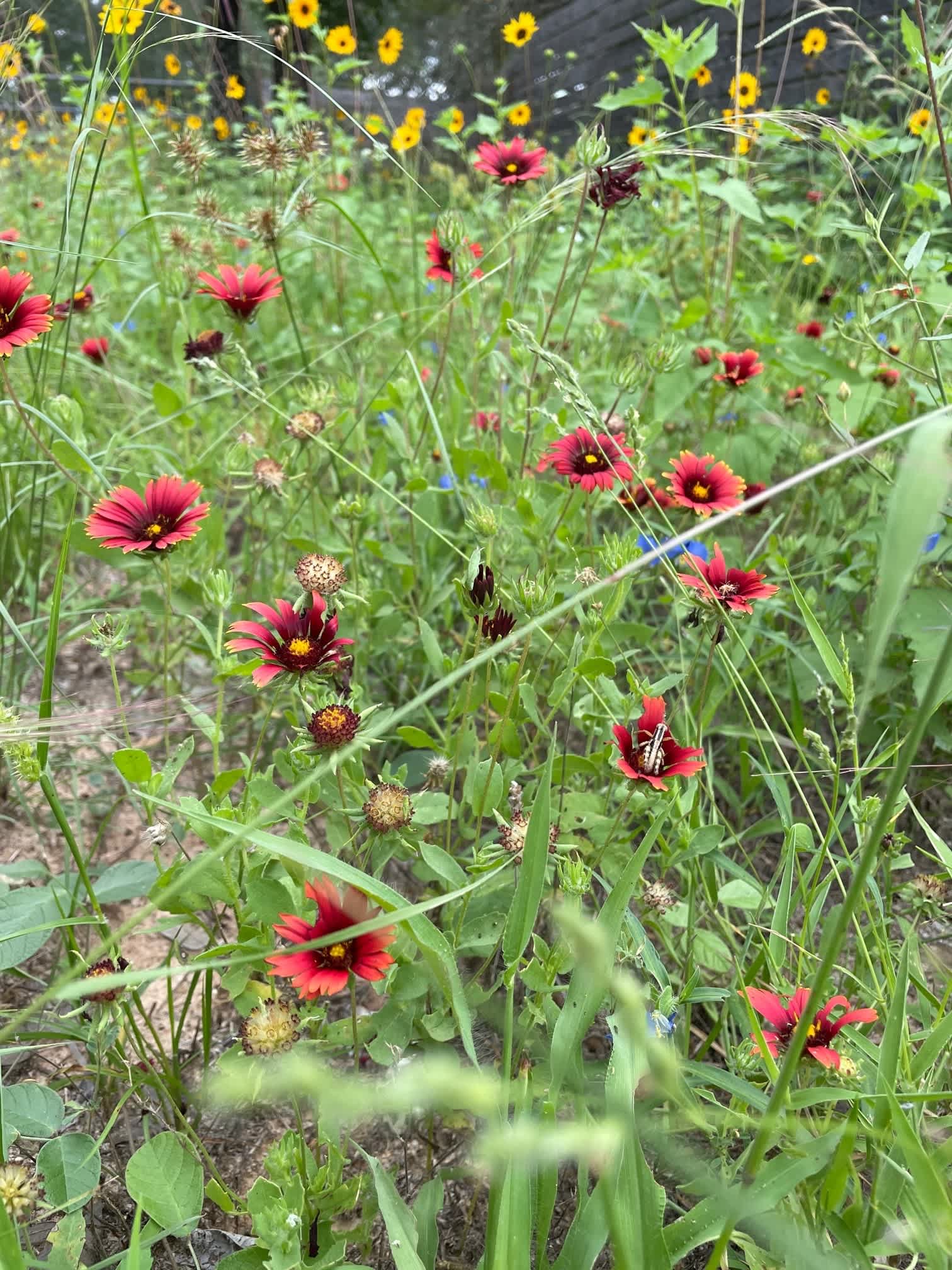Mockingbird Farms