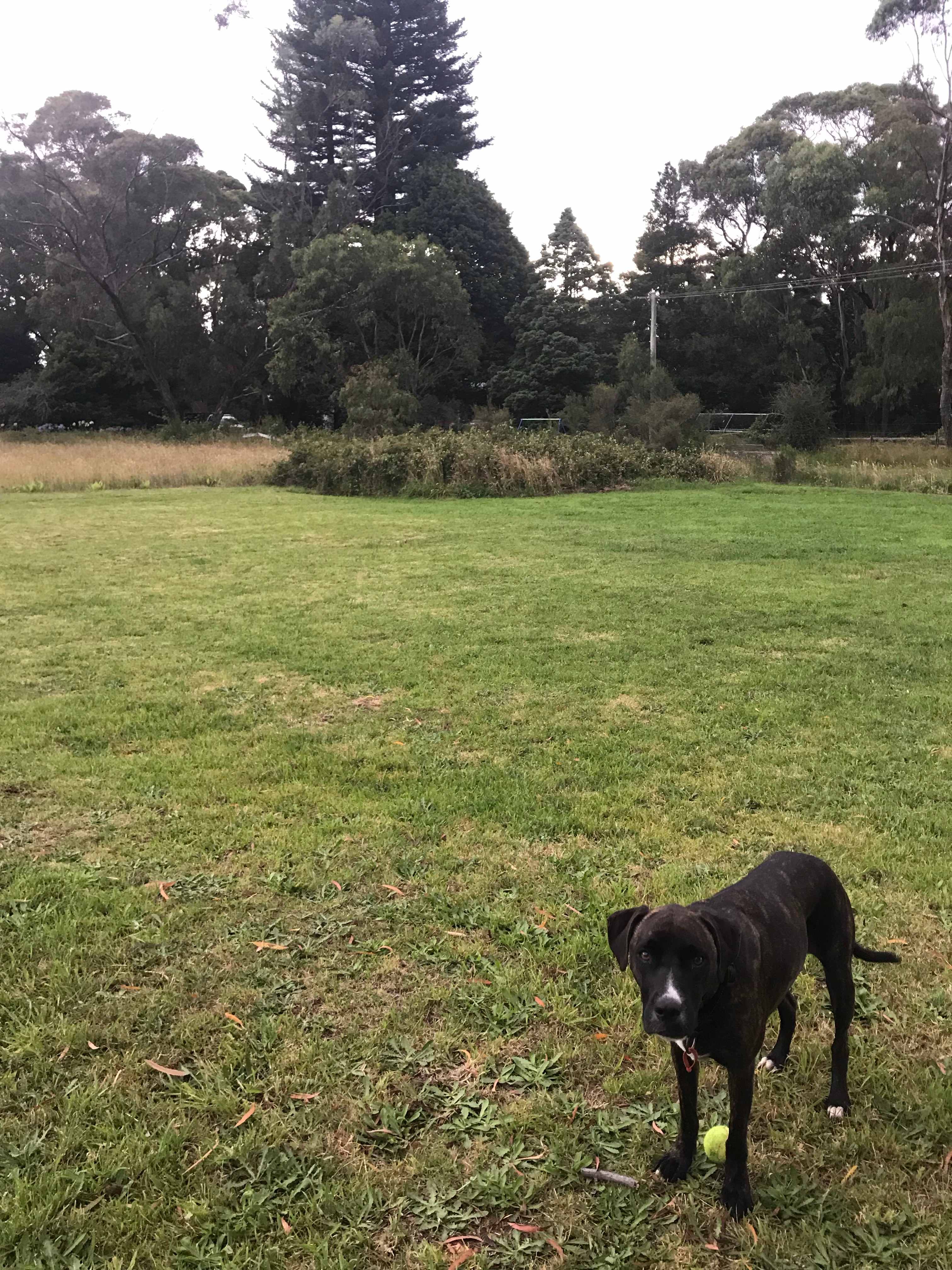Pheasant Ground