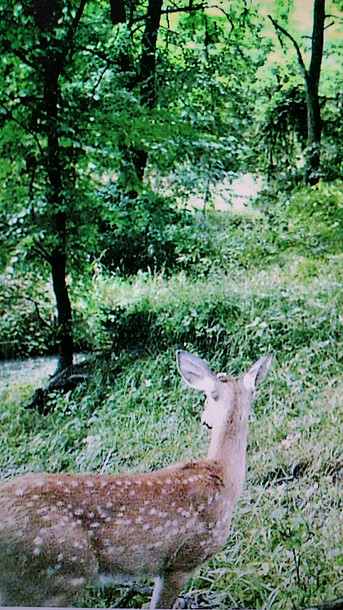 Shadybrook Camping and RV Adventure