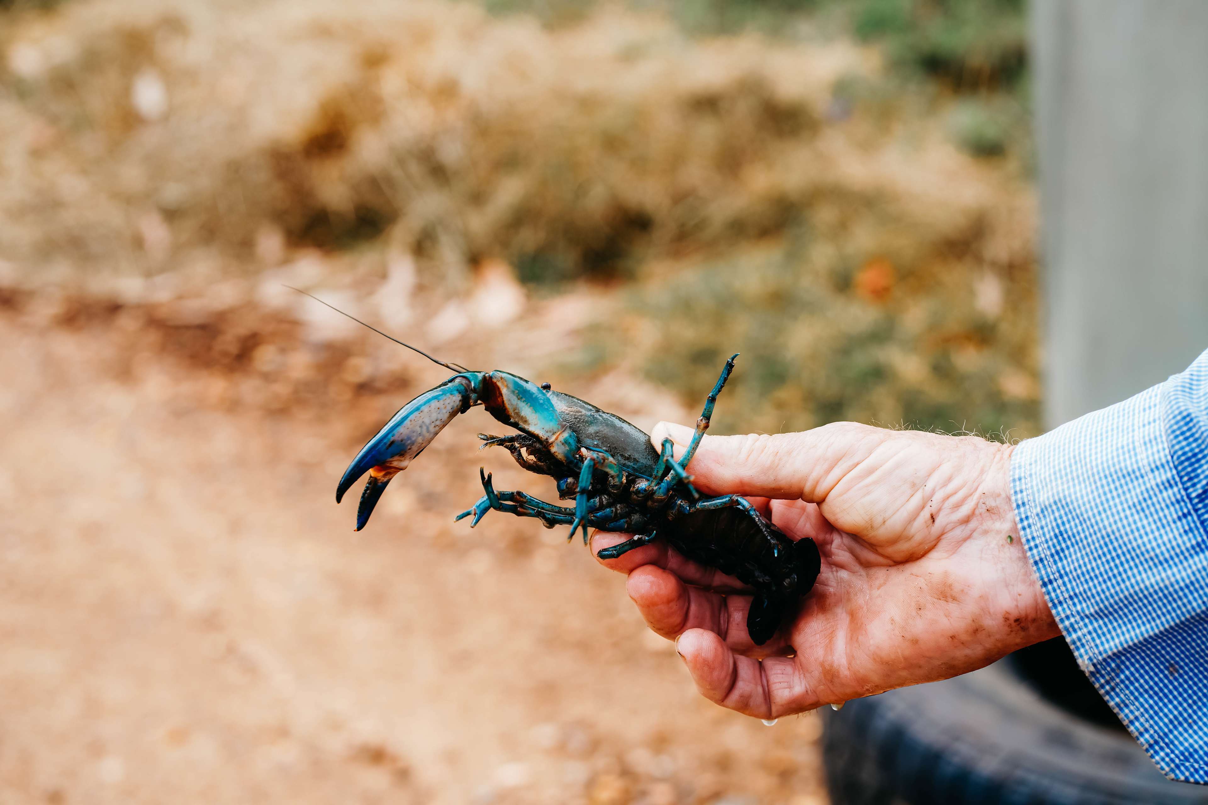 catch some yabbies in the river & dam