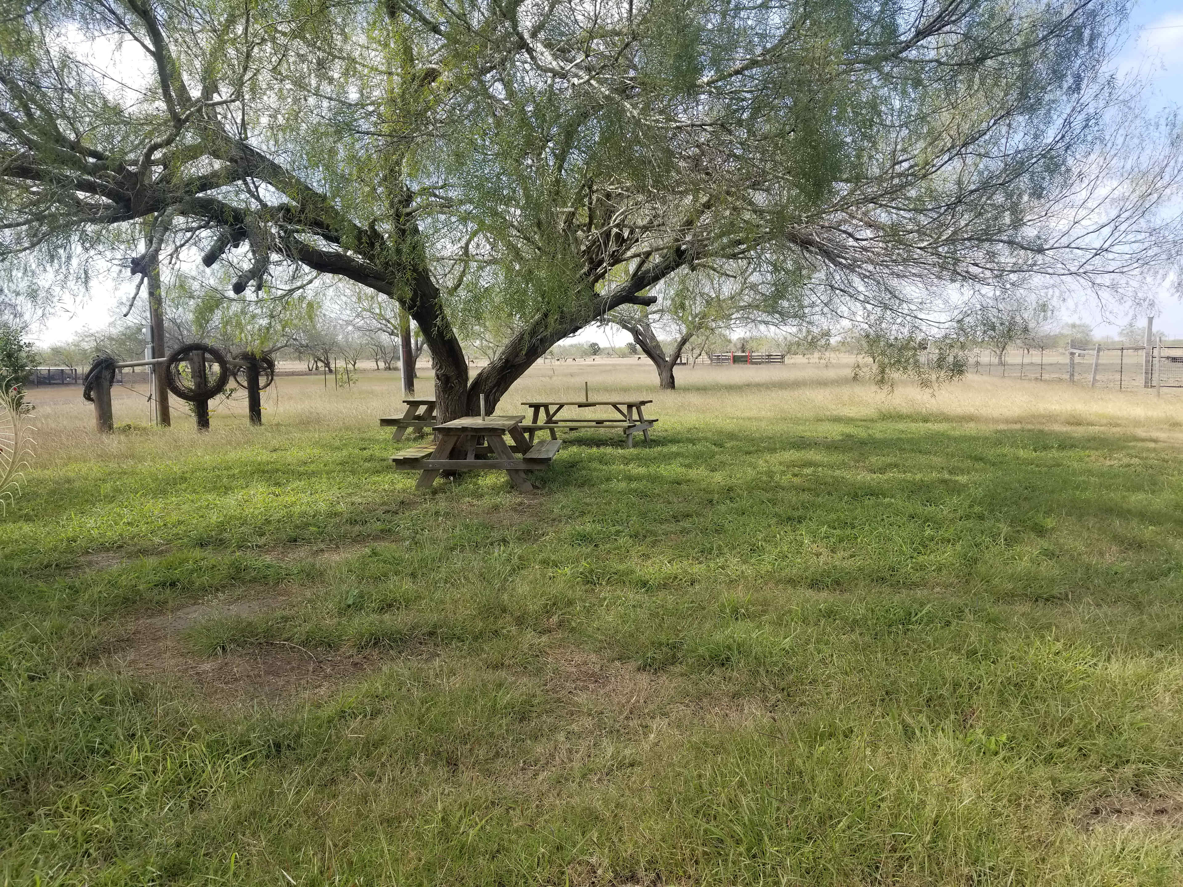 RV & tent camping under the mesquite trees