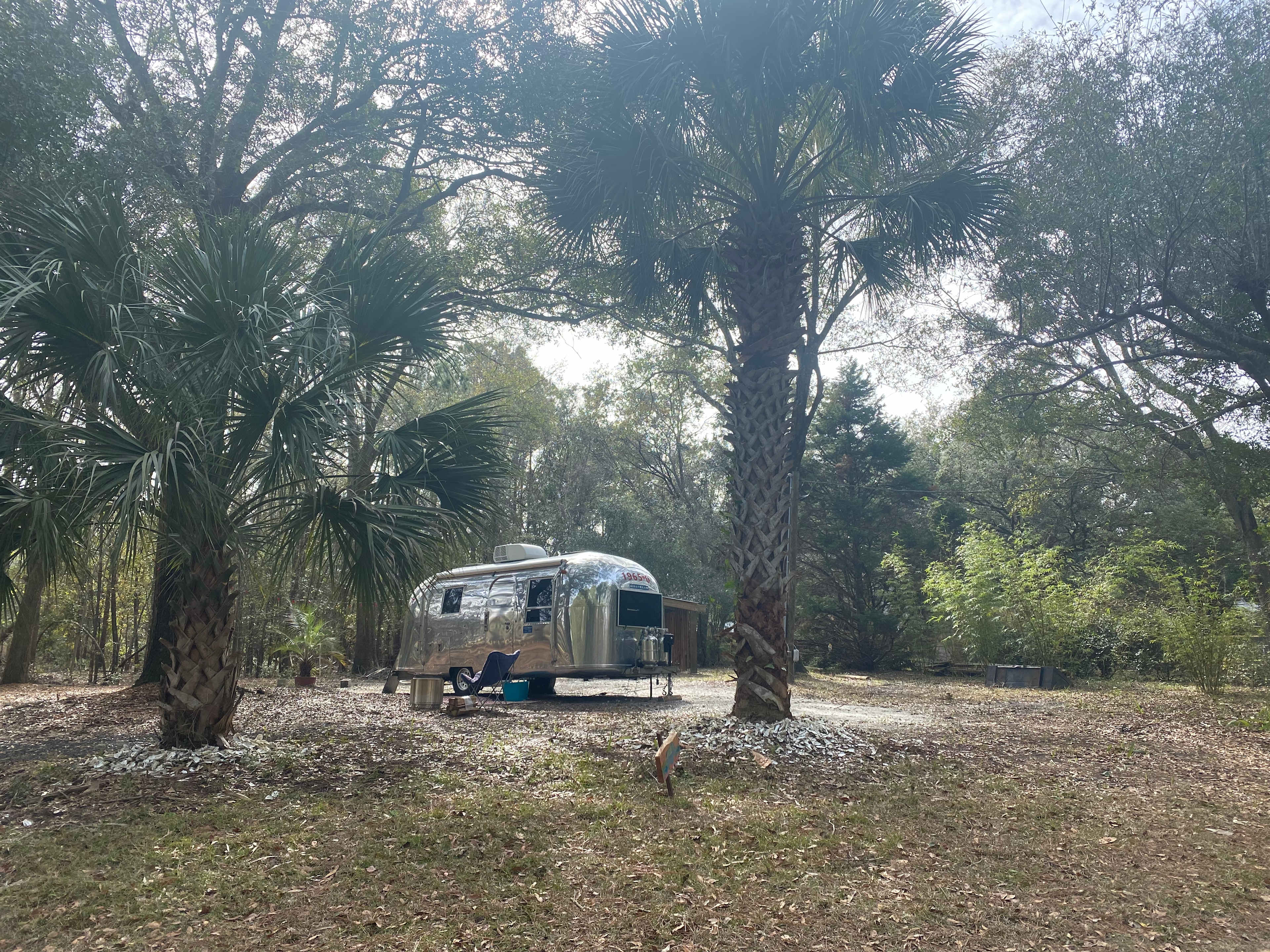 Lowcountry Live Oaks.