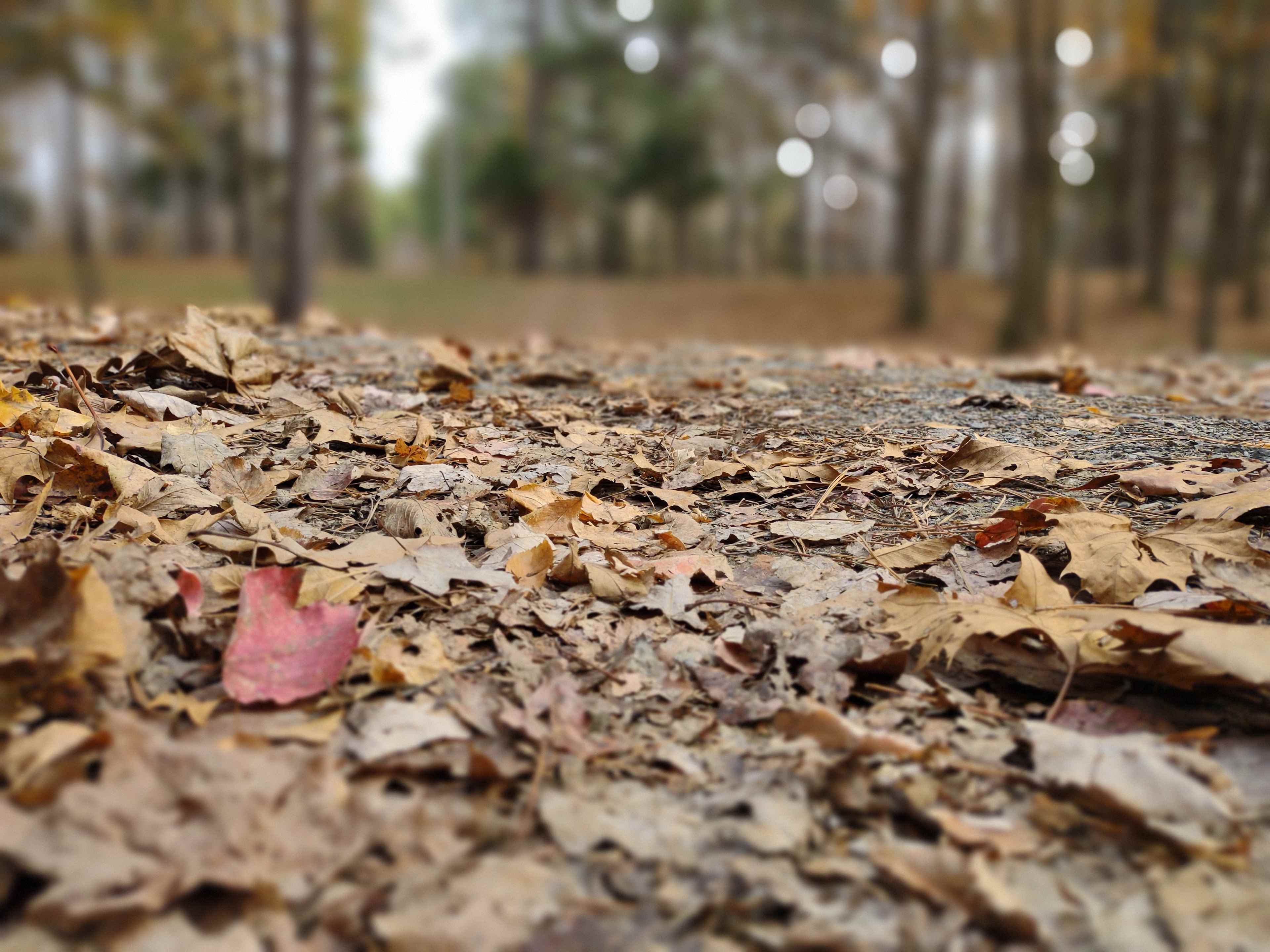 Fancy Hill Cabins and RV Park LLC