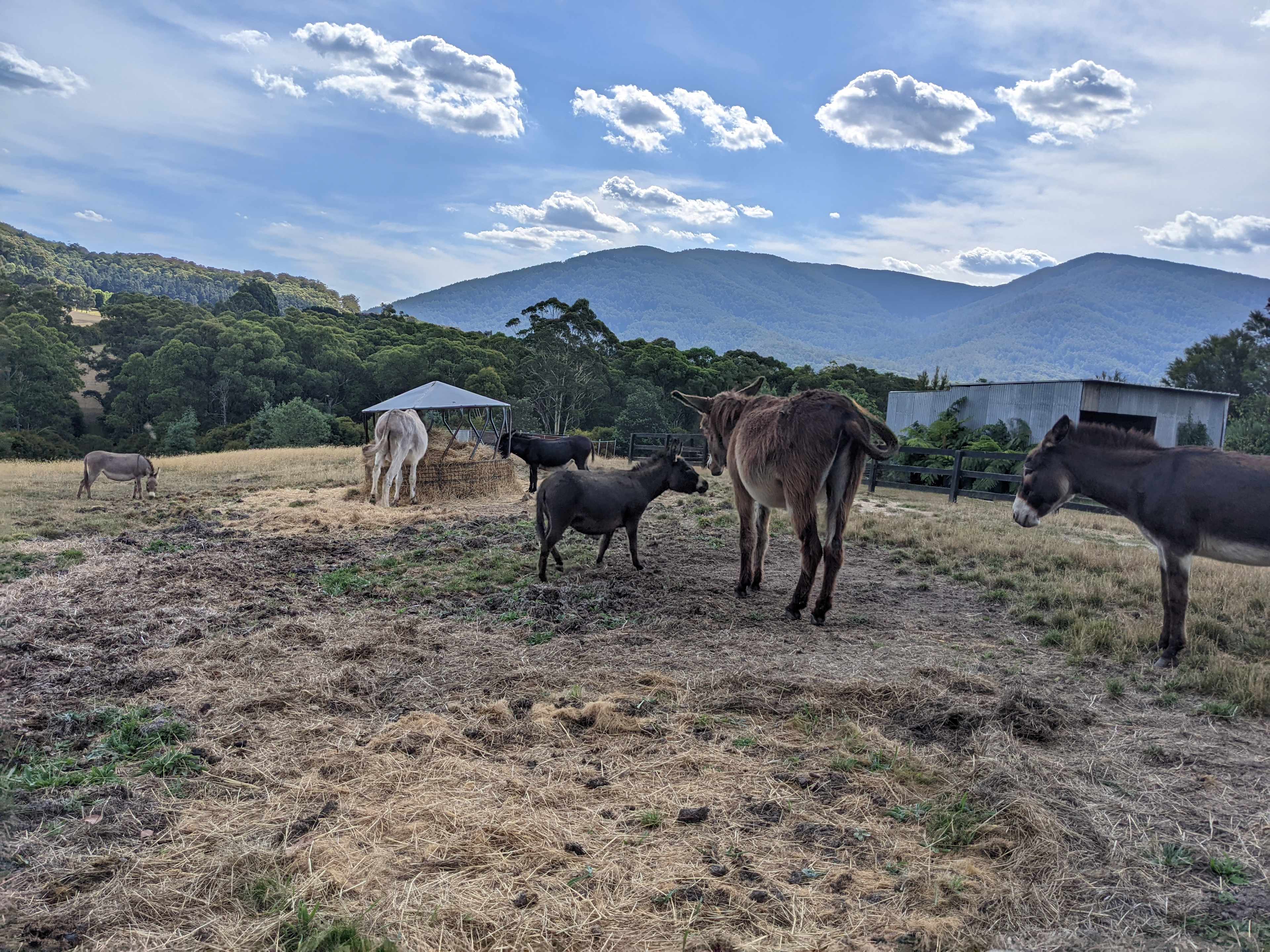 Iron Brook Donkey Farm