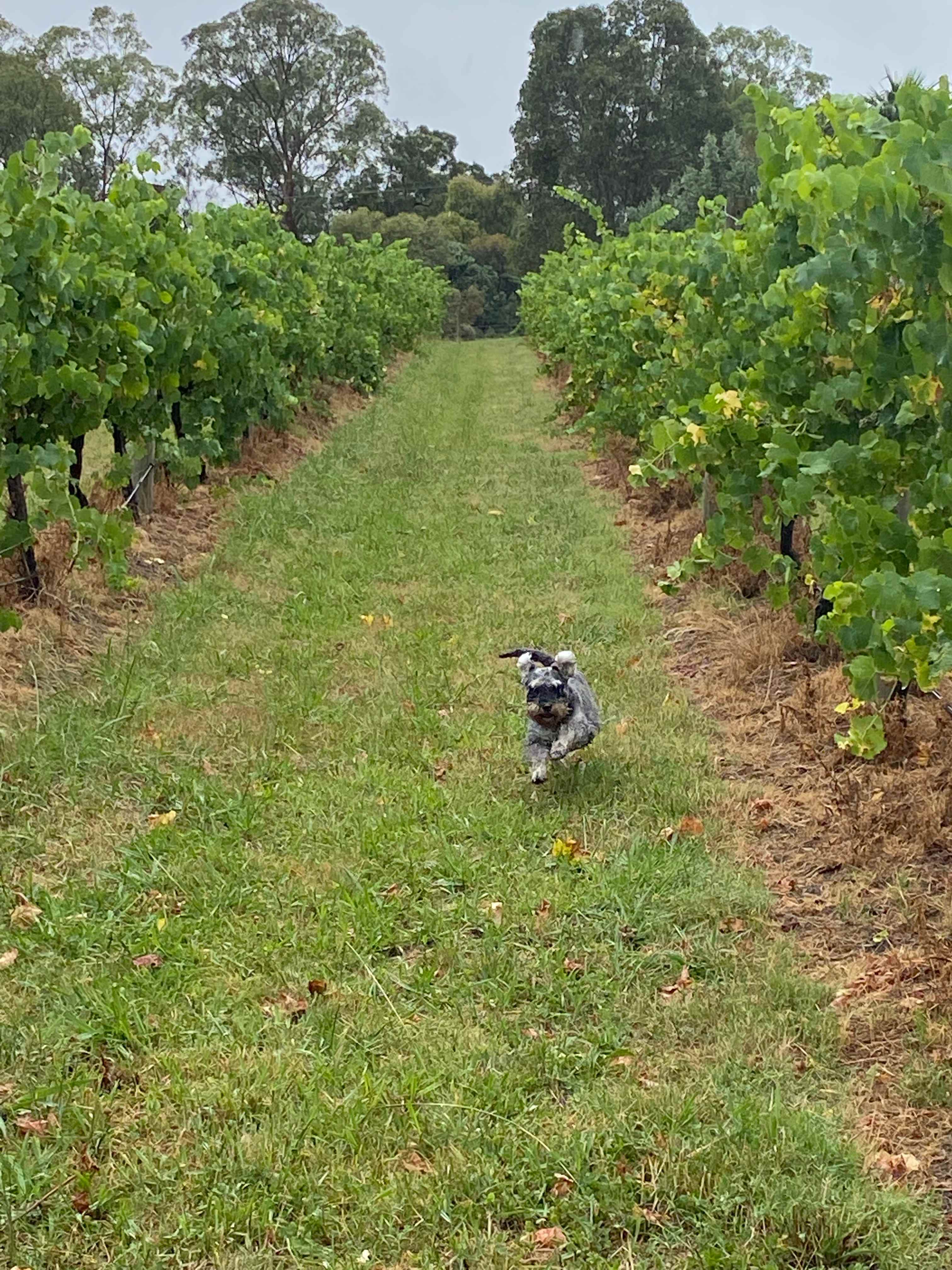 Mt Hope Vineyard Estate.