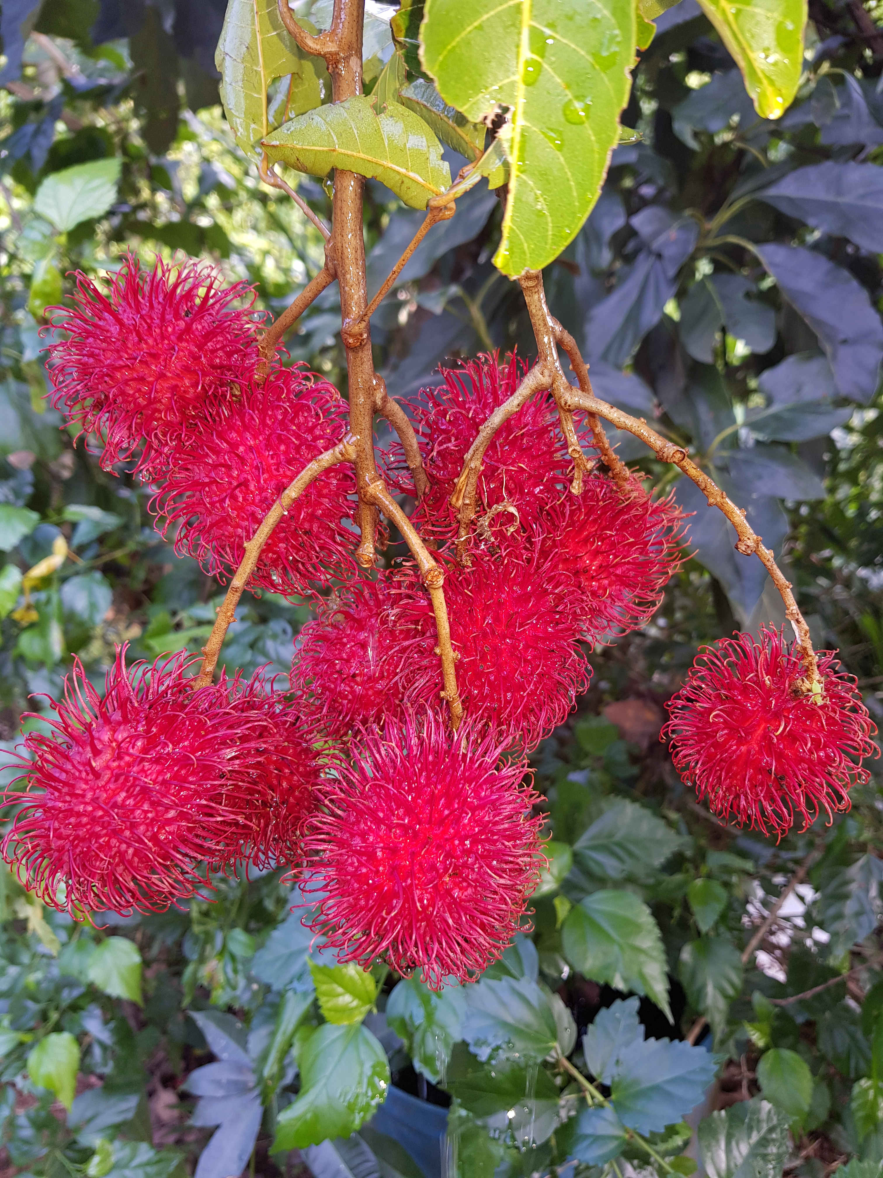 Rambutans 