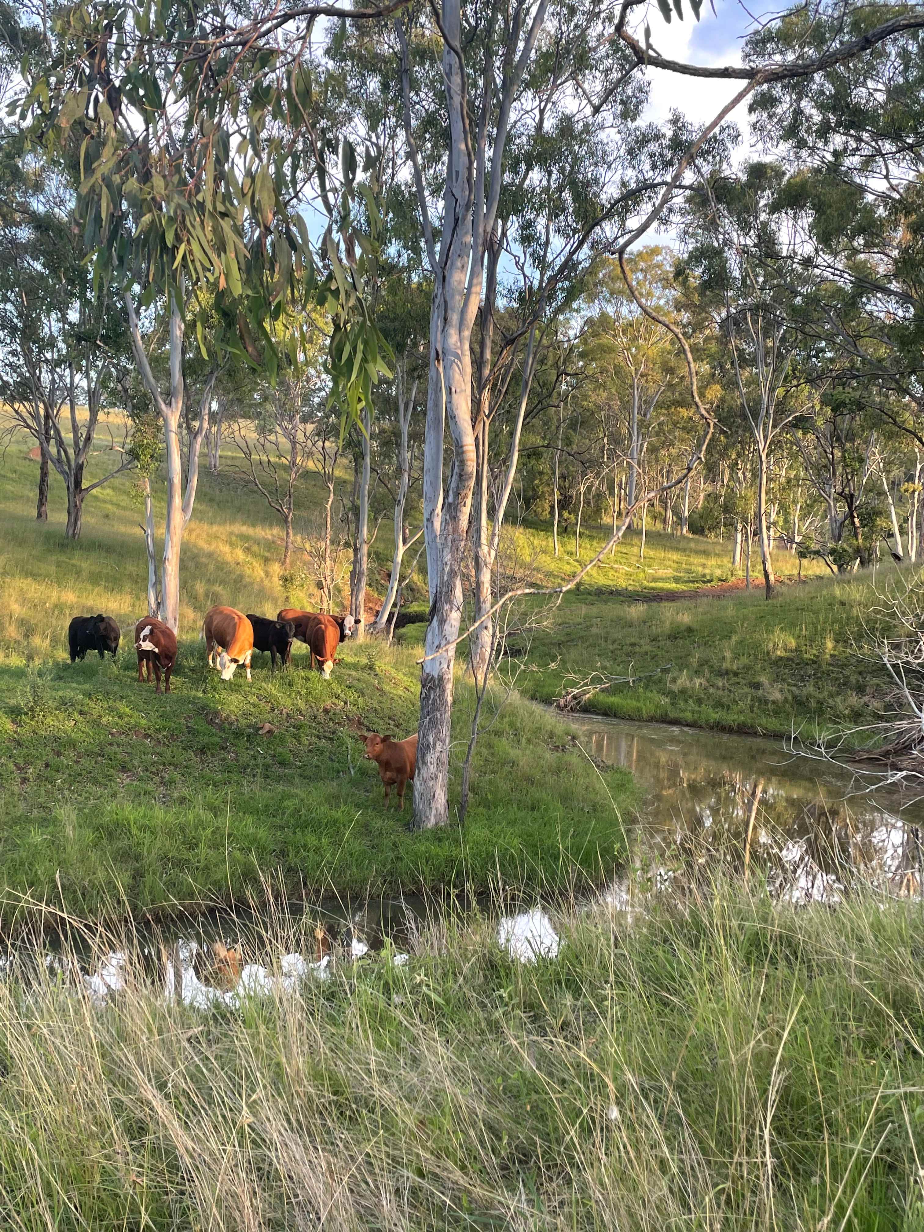 Hobbsy's Gully camp area.  Access for off-road caravans and 4wd for clearance.