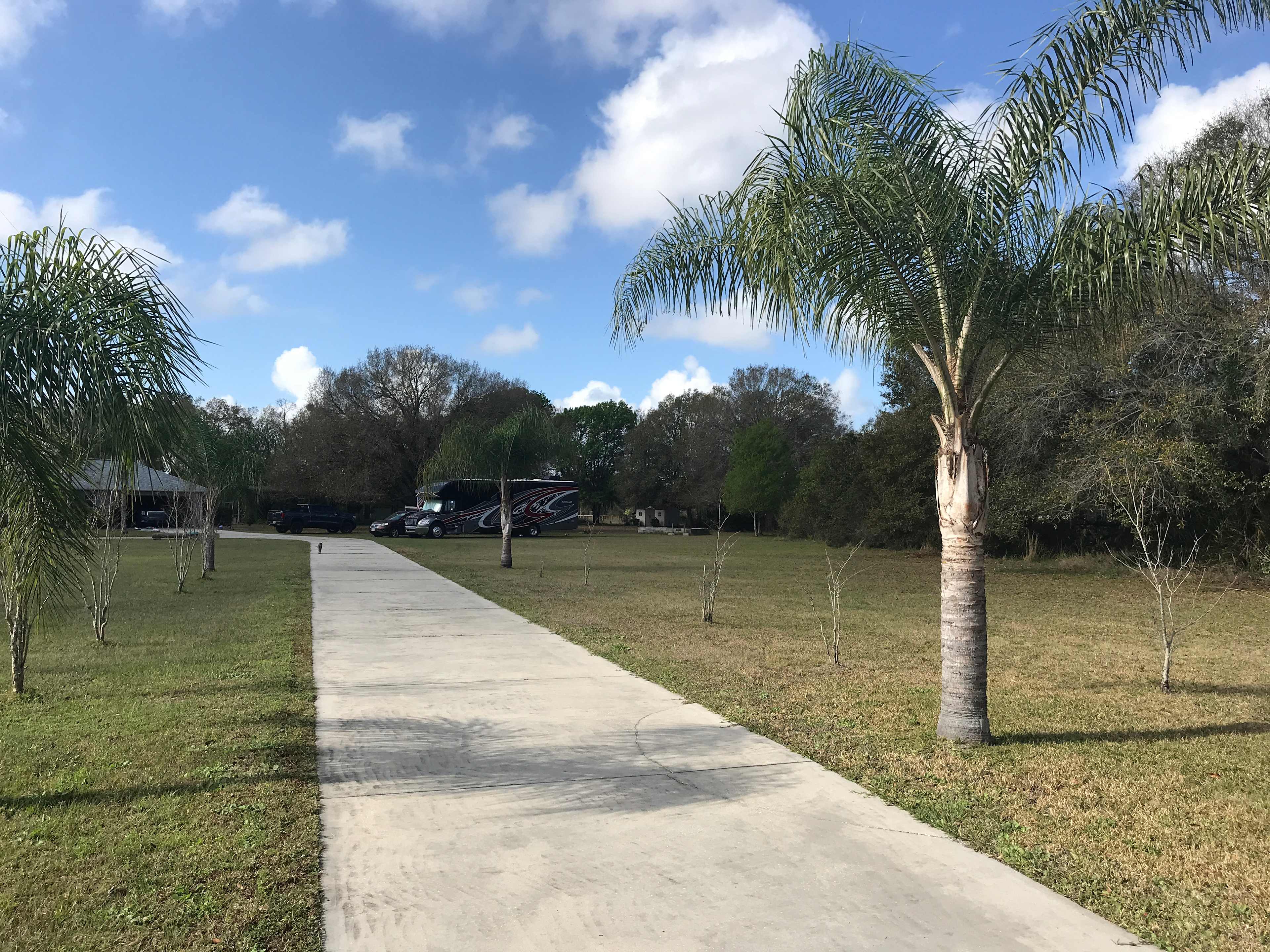 Florida Palms