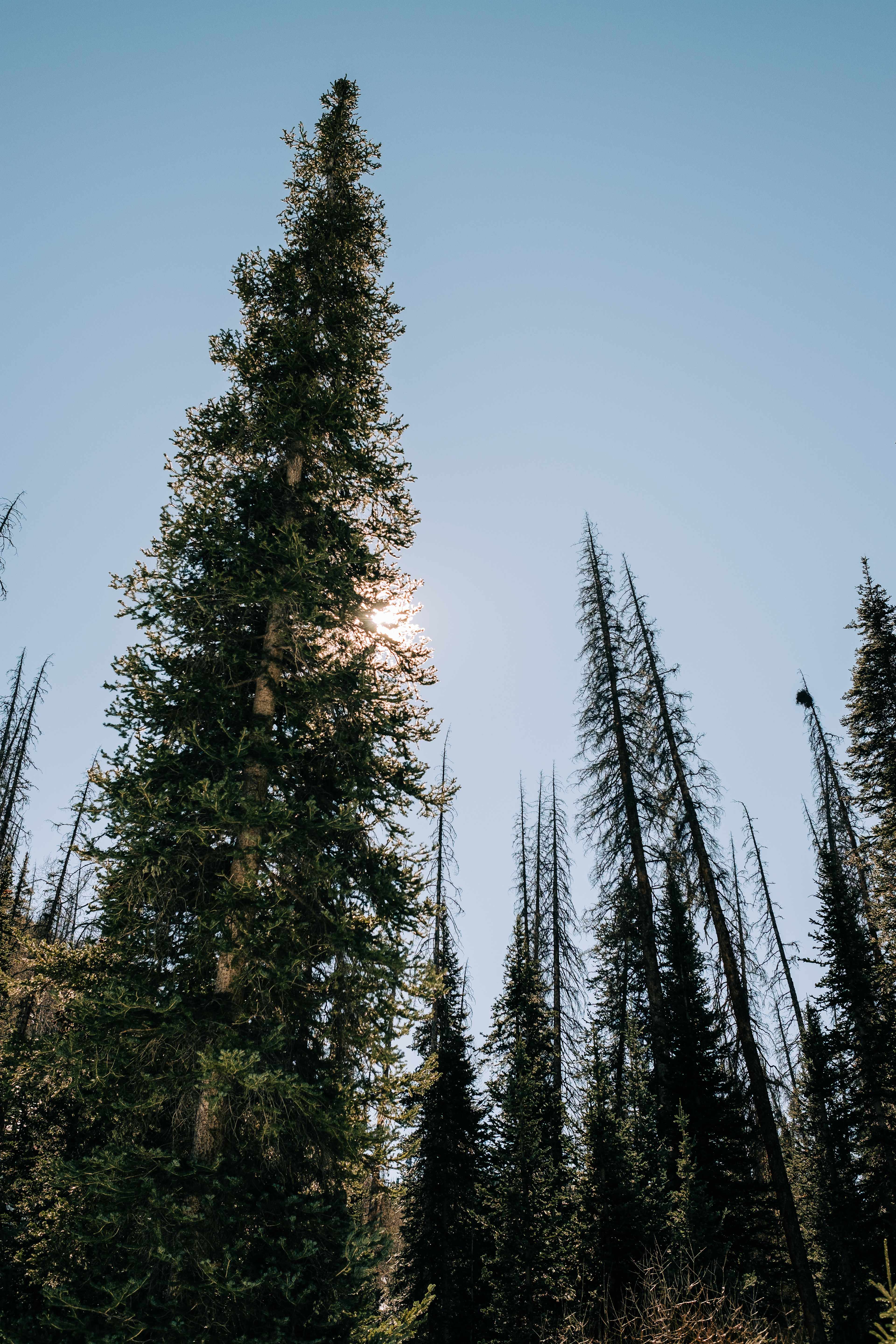 Creede Mountain Huts