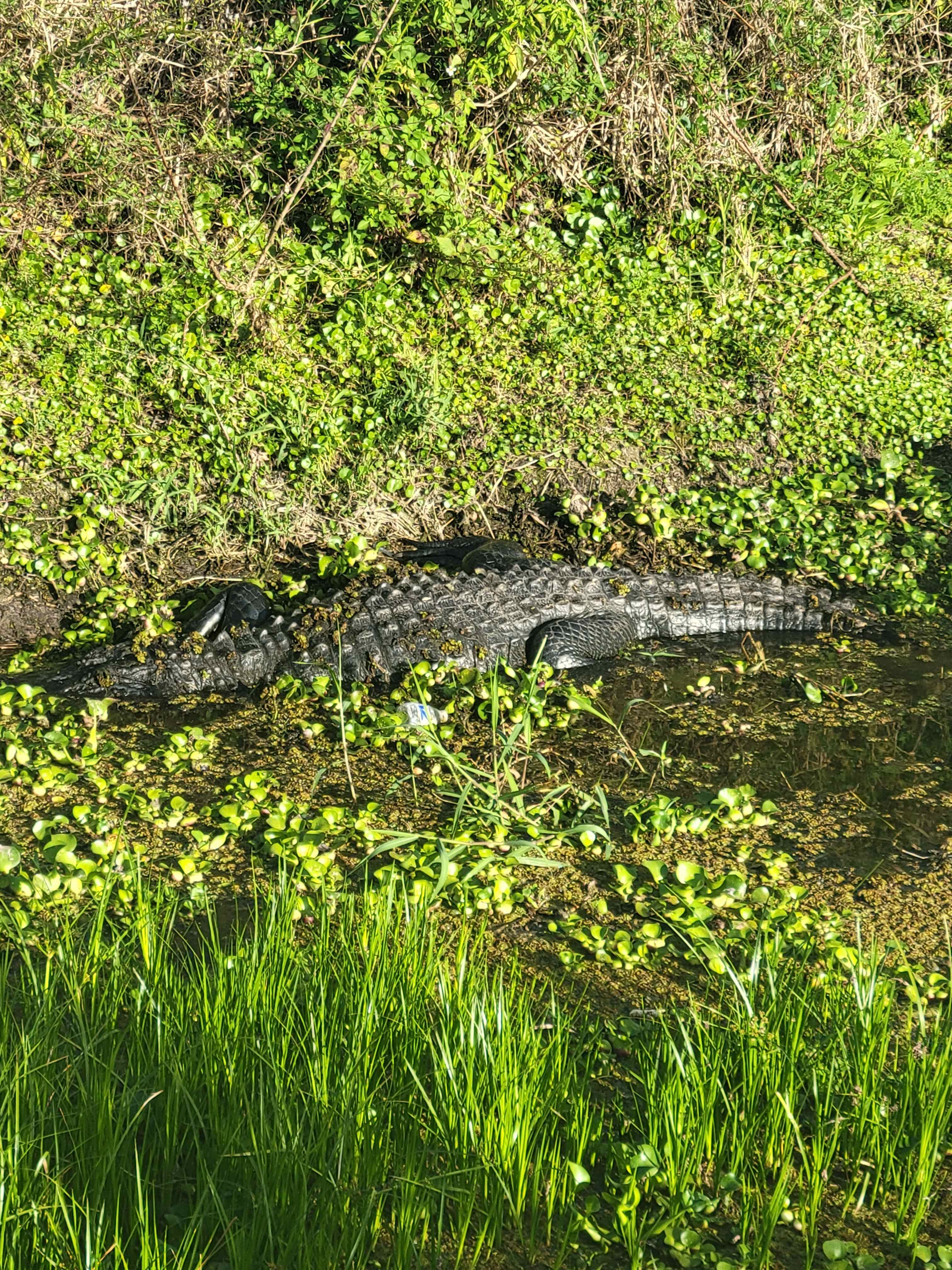 An alligator we saw in a canal with low water. It was not on the property, but just off the grounds. 