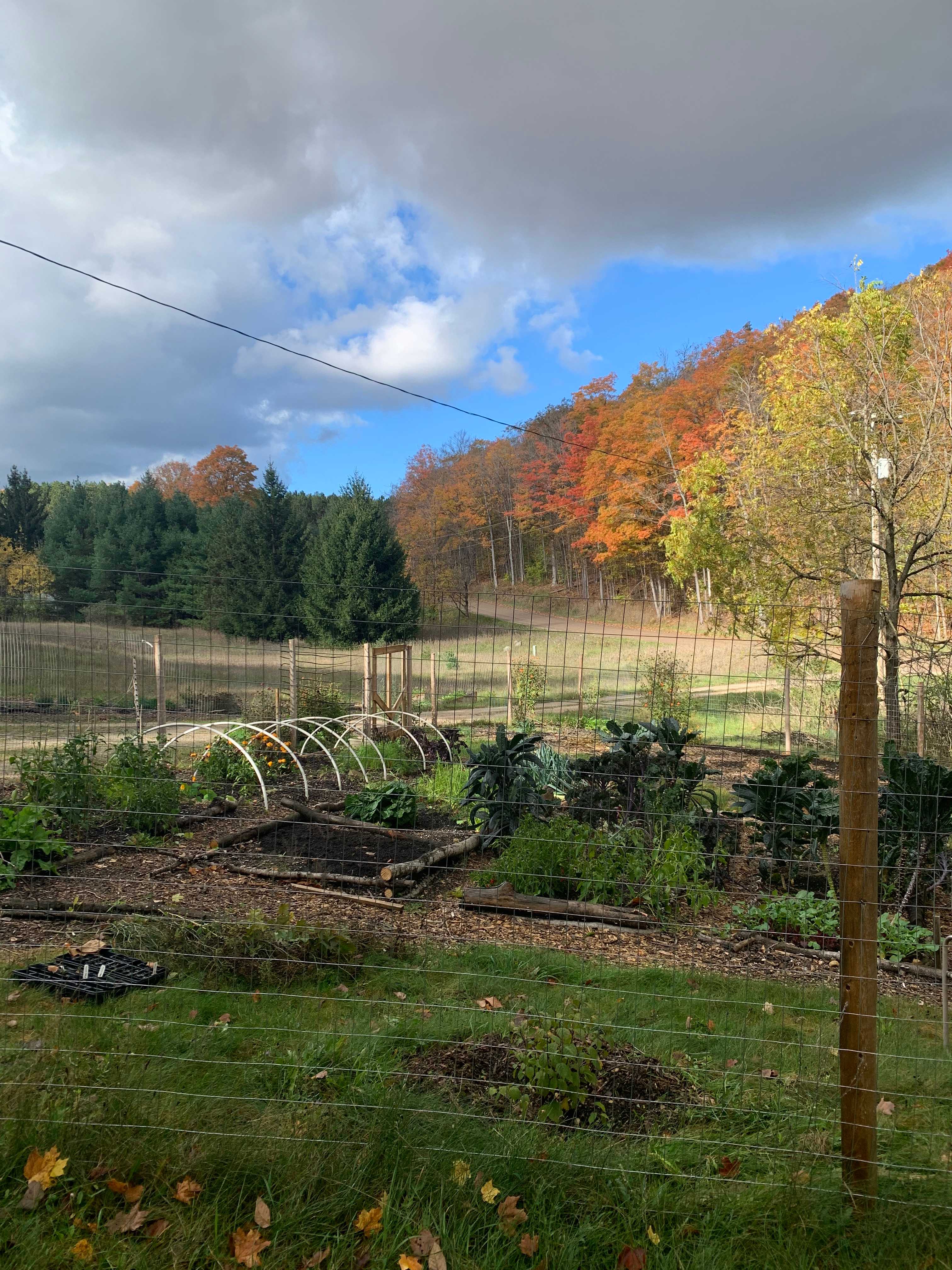 The front garden in fall, as seen from the road/your entryway