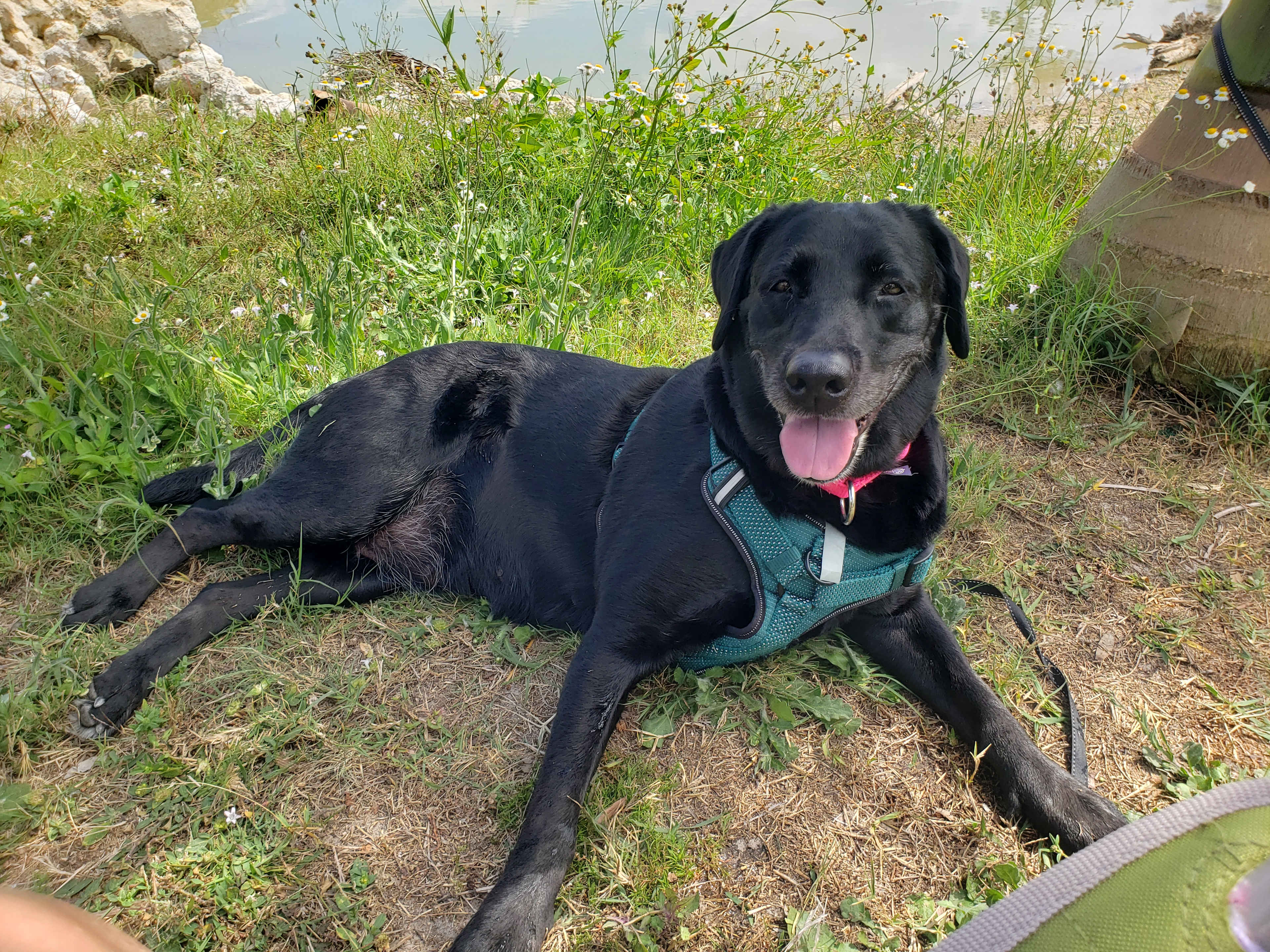 Our puppy enjoyed her stay!