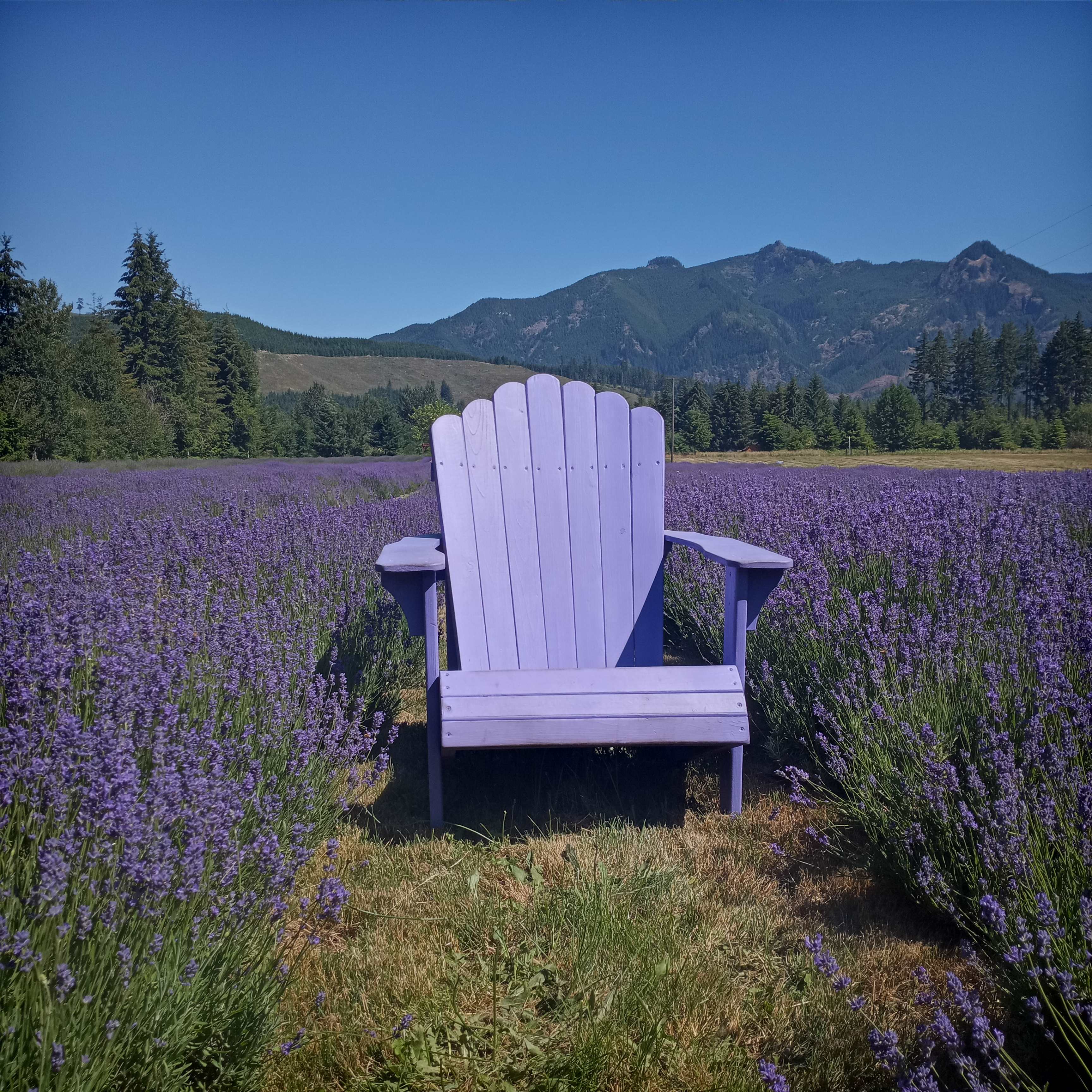 Mountain Lavender Escape