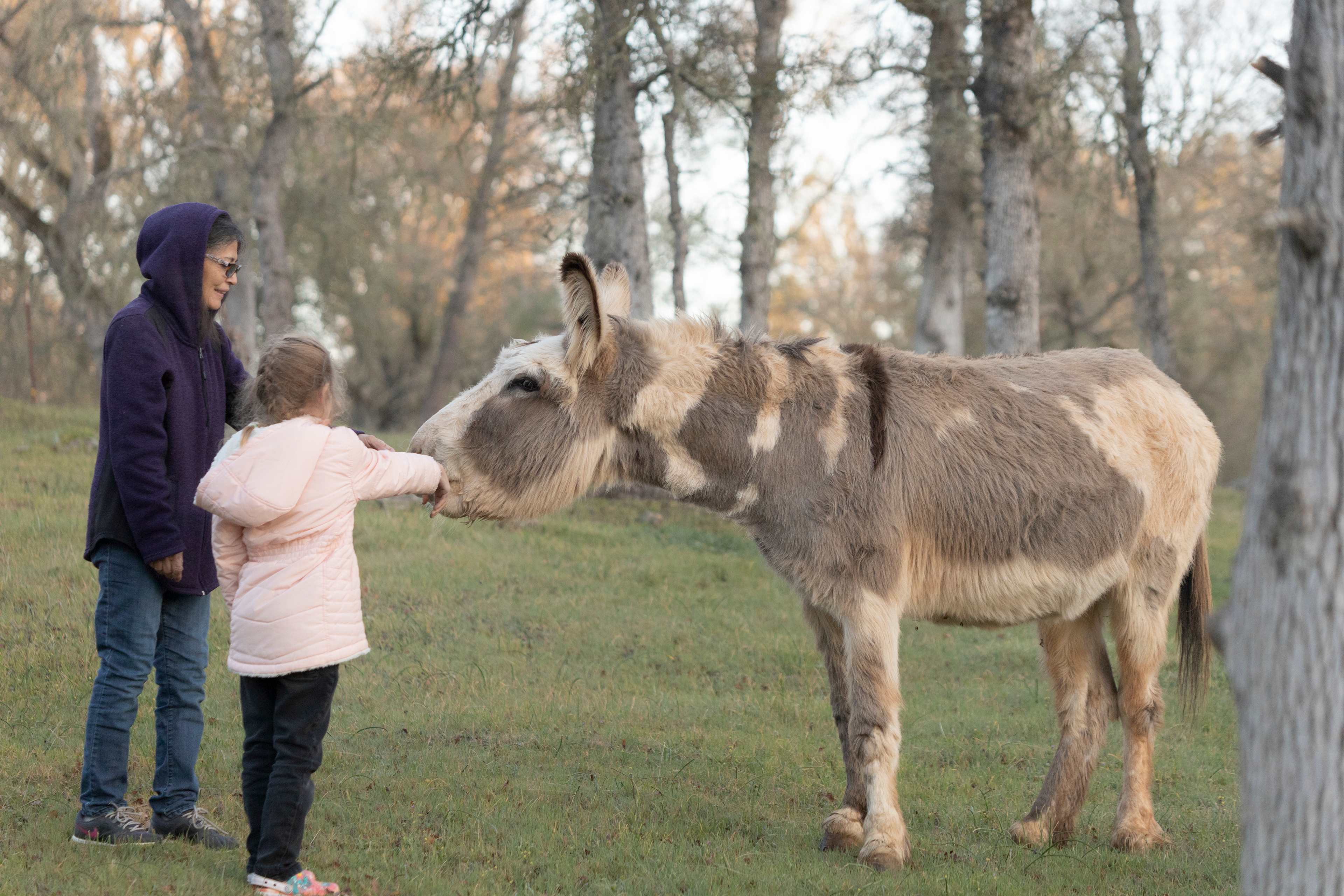 Donkey loves apples!