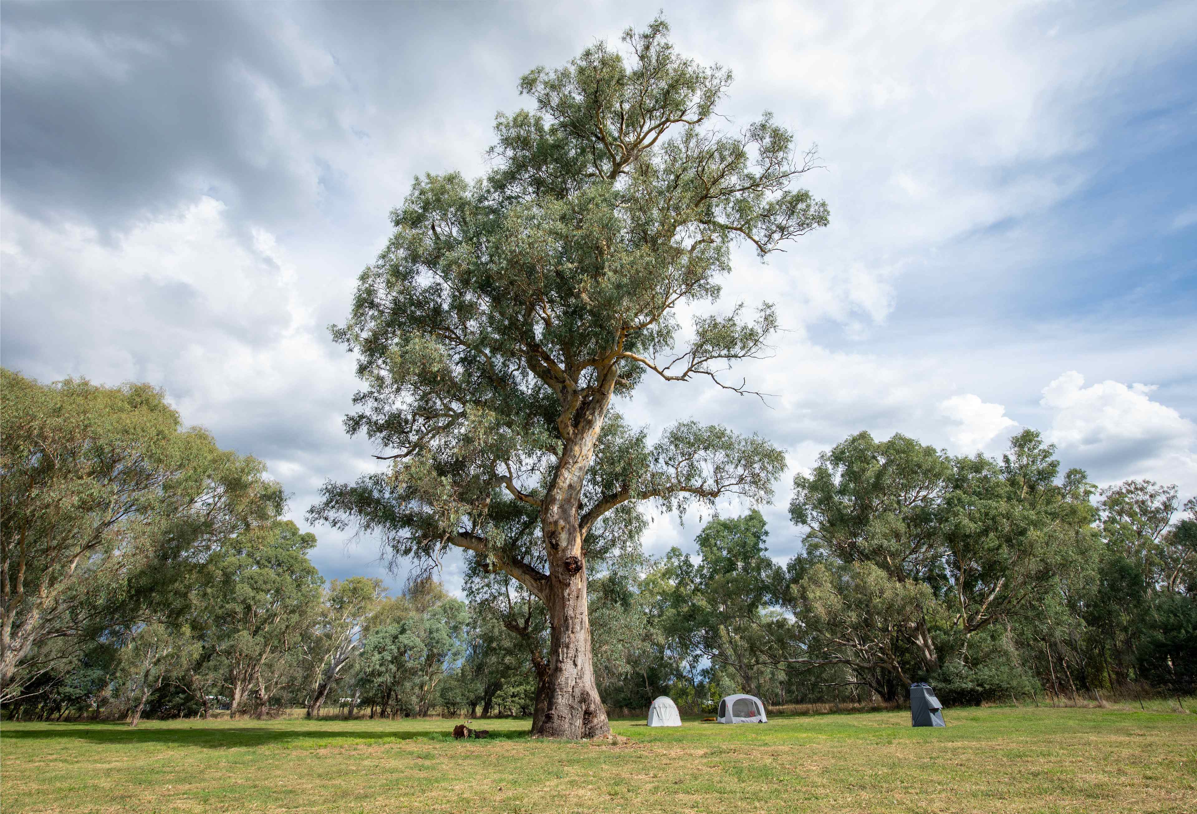 This gumtree is estimated to be around over 500 years old. These giants are a wonderful feature on the farm. 