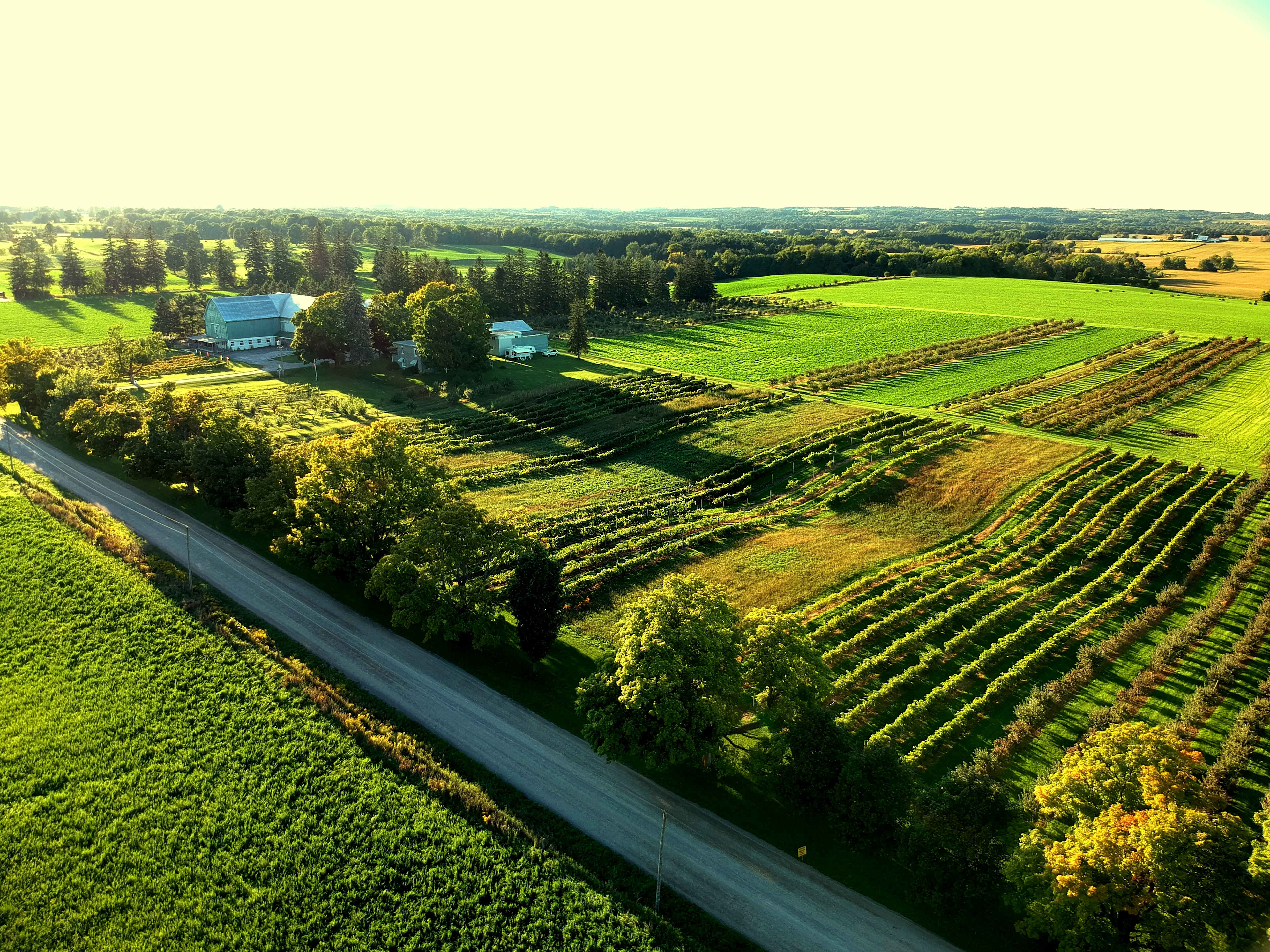 Ocala Winery