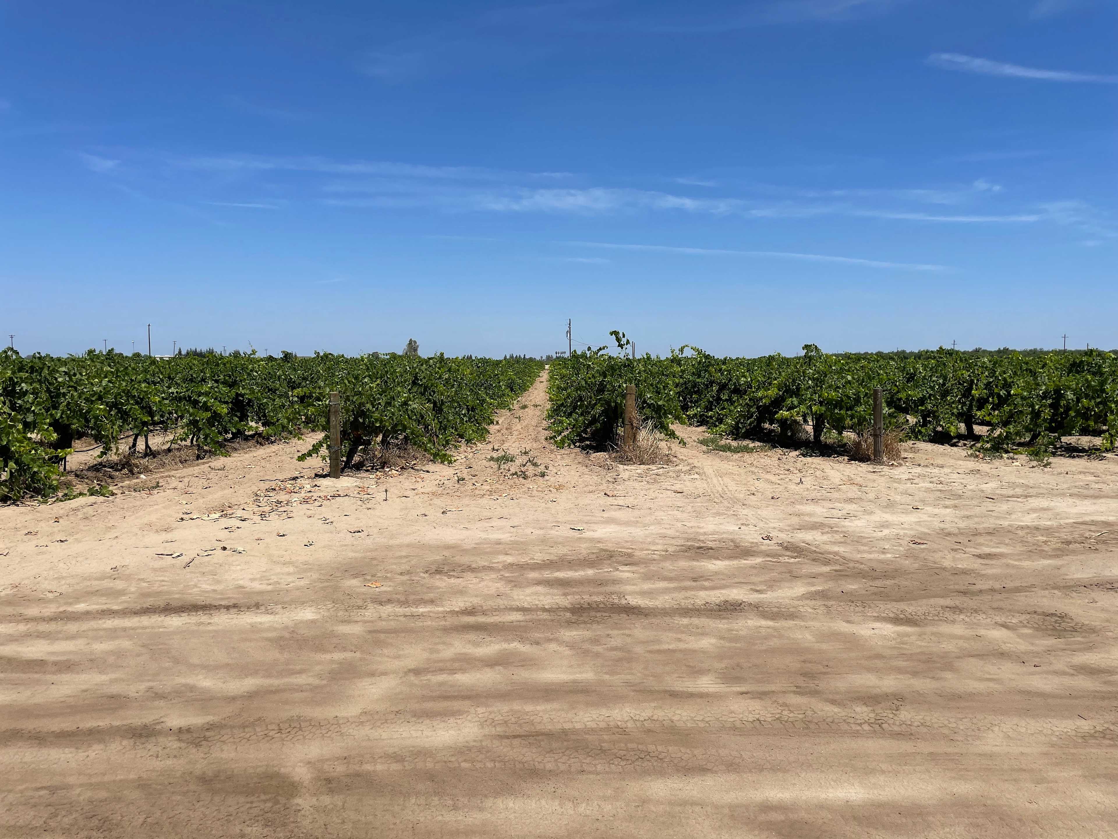 RandCher Vineyards
