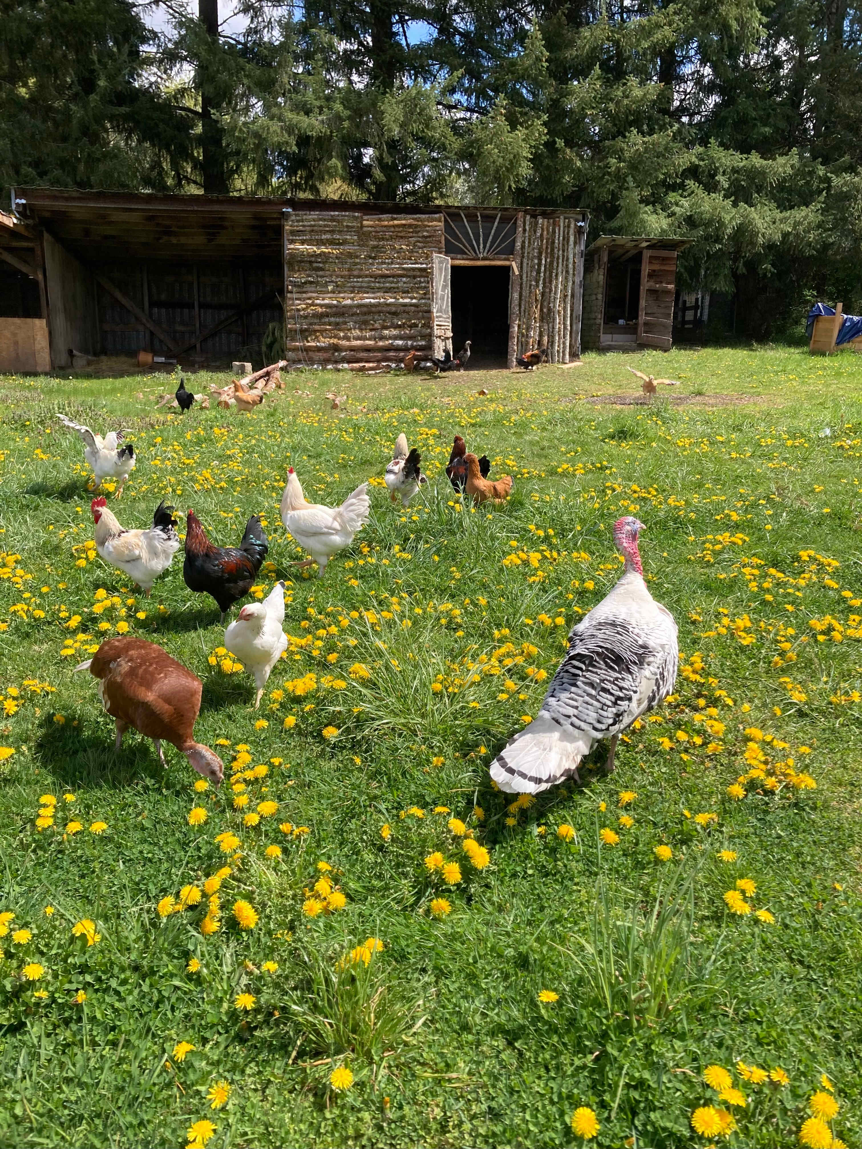 The chickens and turkeys are free ranging about. Make sure to say hello