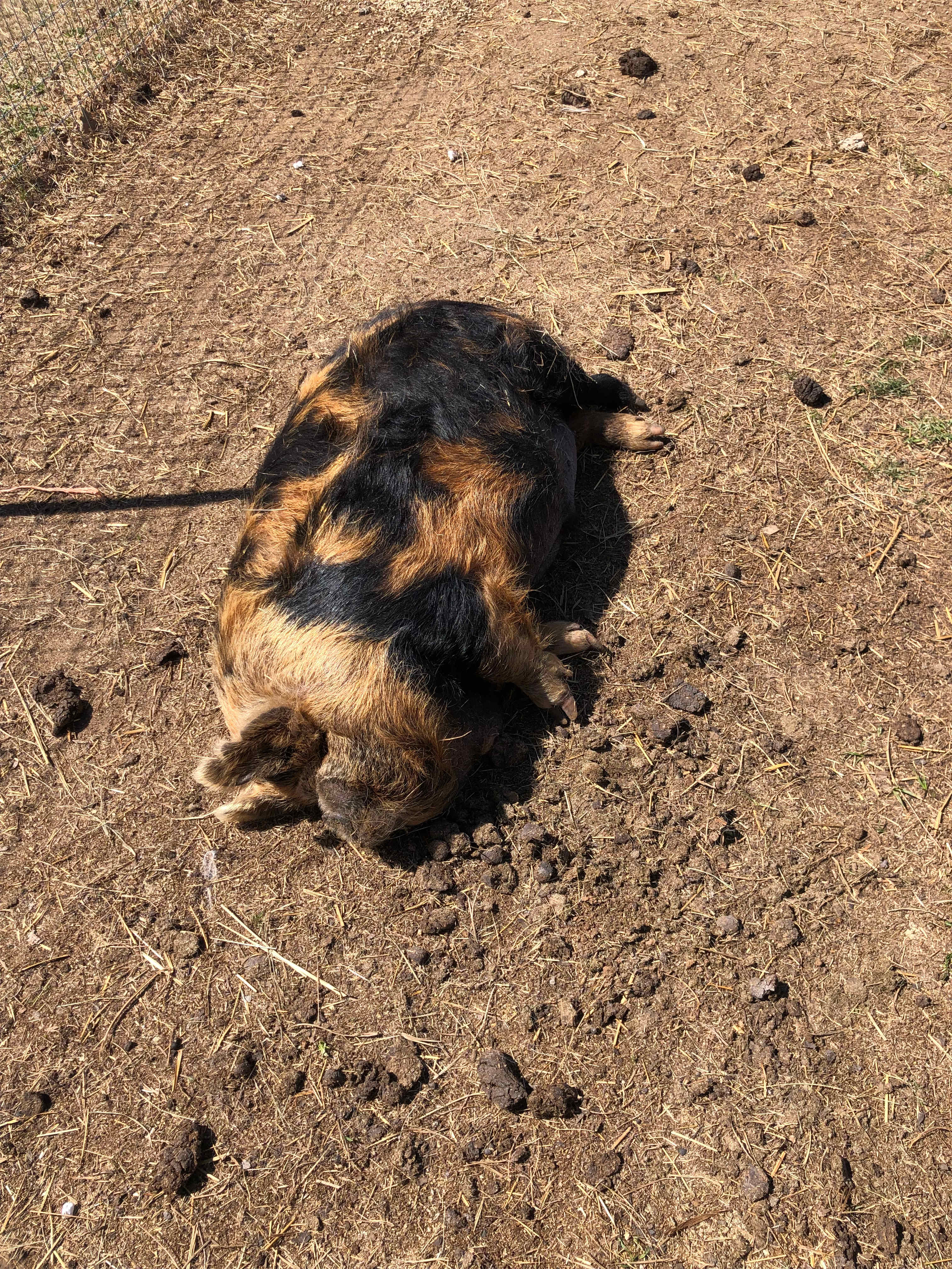 Piggy