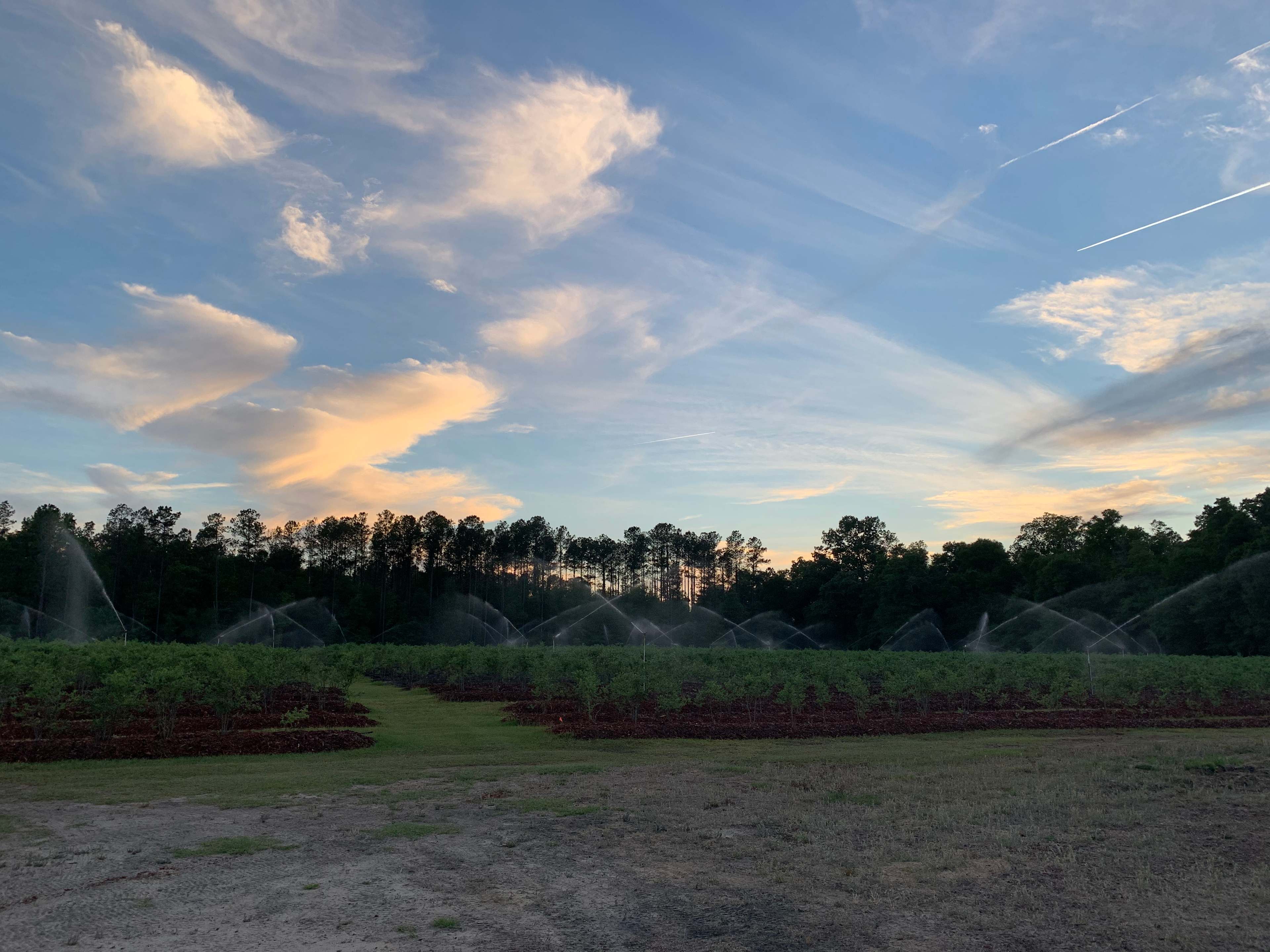 Black Pearl Farms