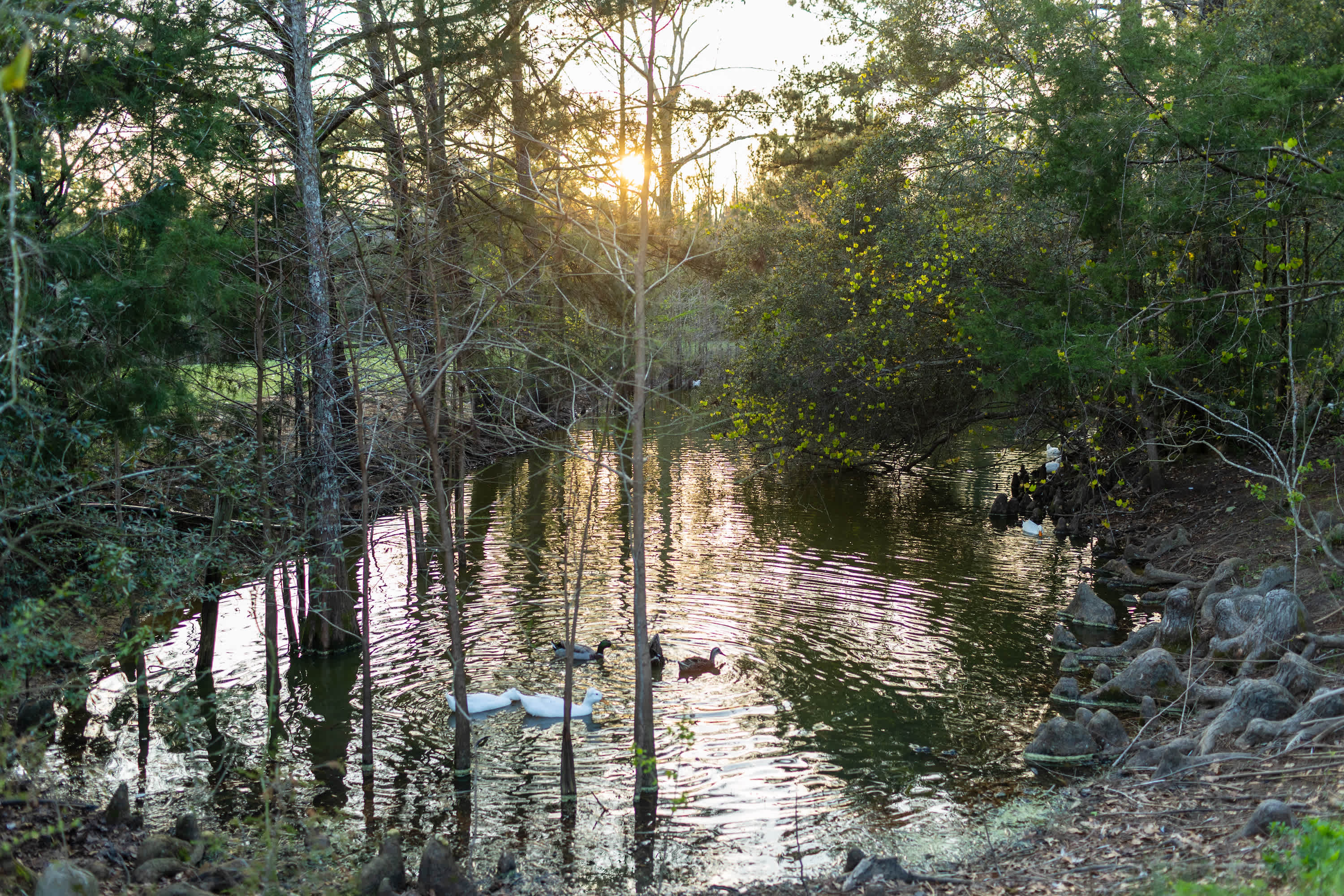 Picture of the site