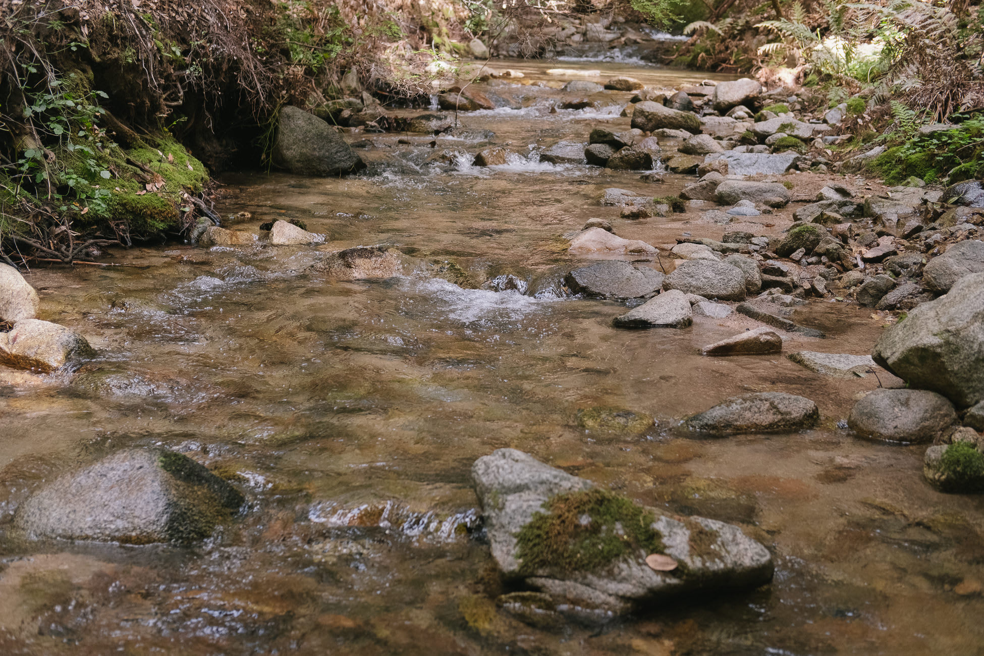 BANKS RANCH IN THE REDWOODS