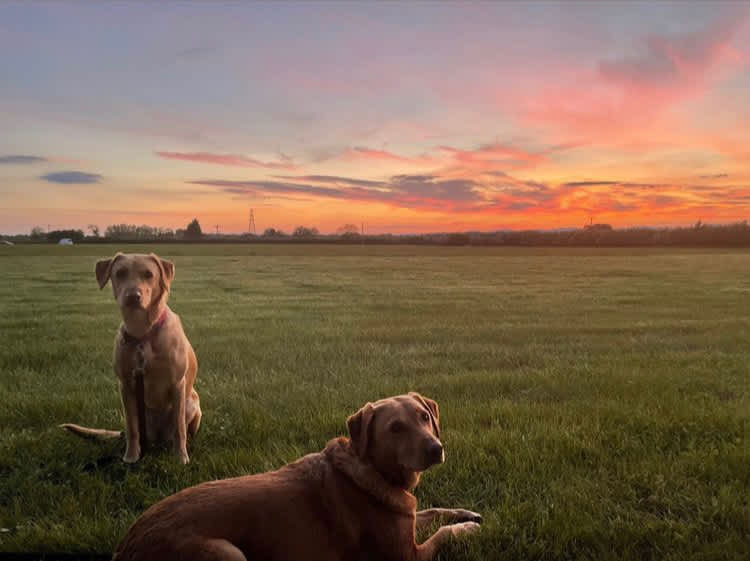 Sunsets in the Field