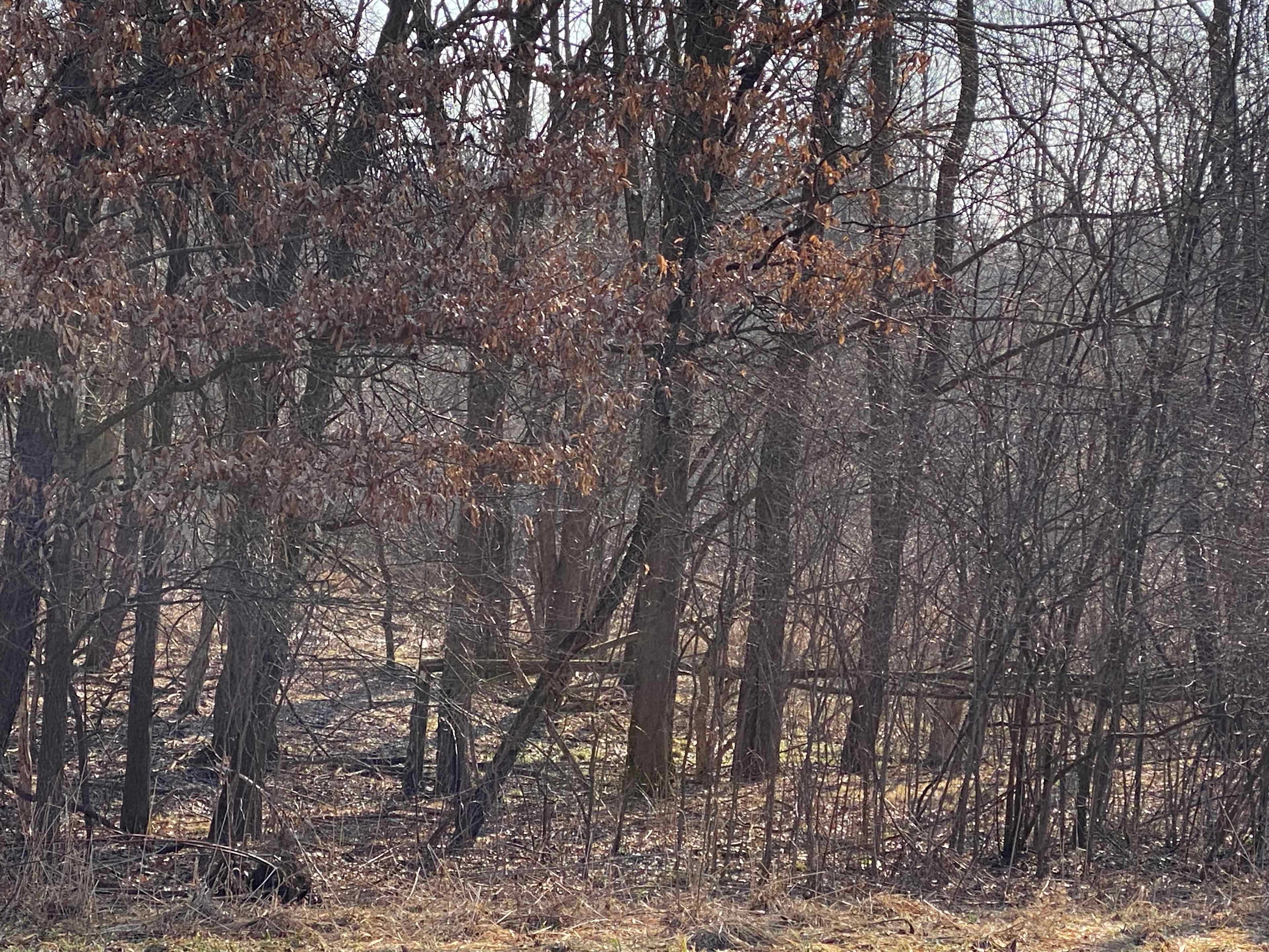 Wooded spot