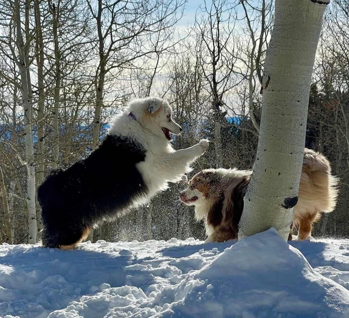Our Aussies, Odesza & Deschutes love to play with other friendly dogs & guests whom are dog friendly :)