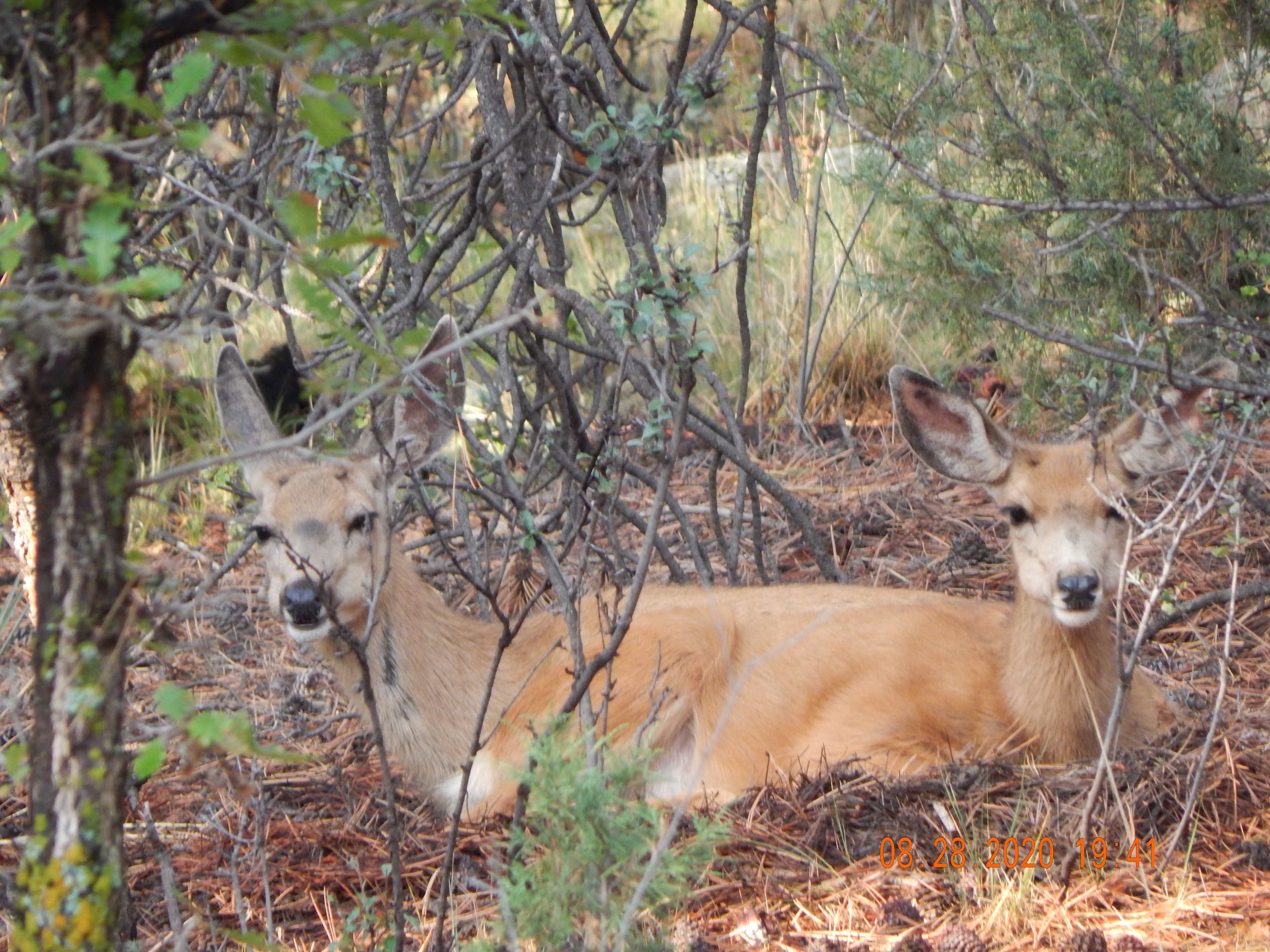 Permanent residents!