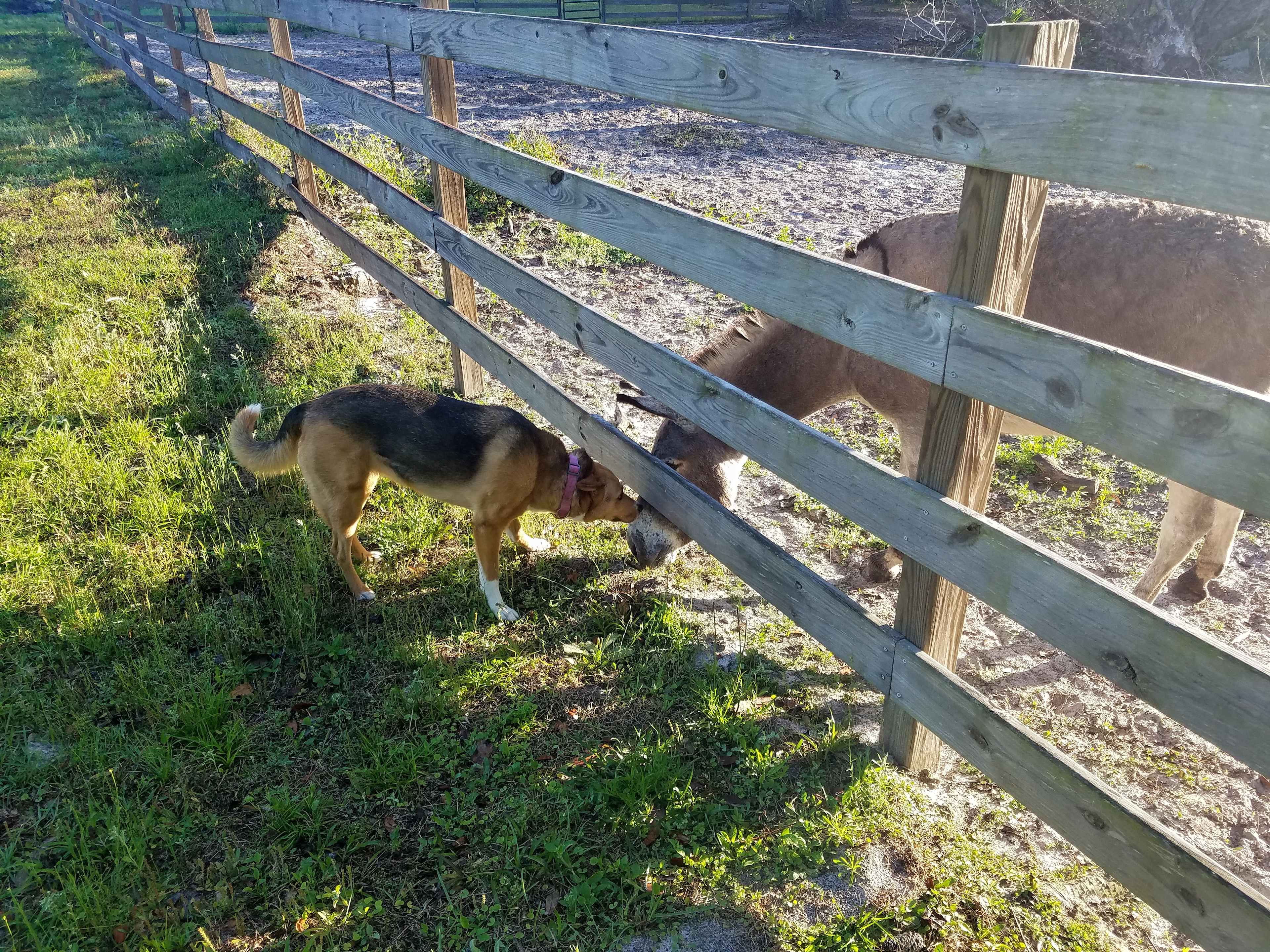 Red Wolf Ranch