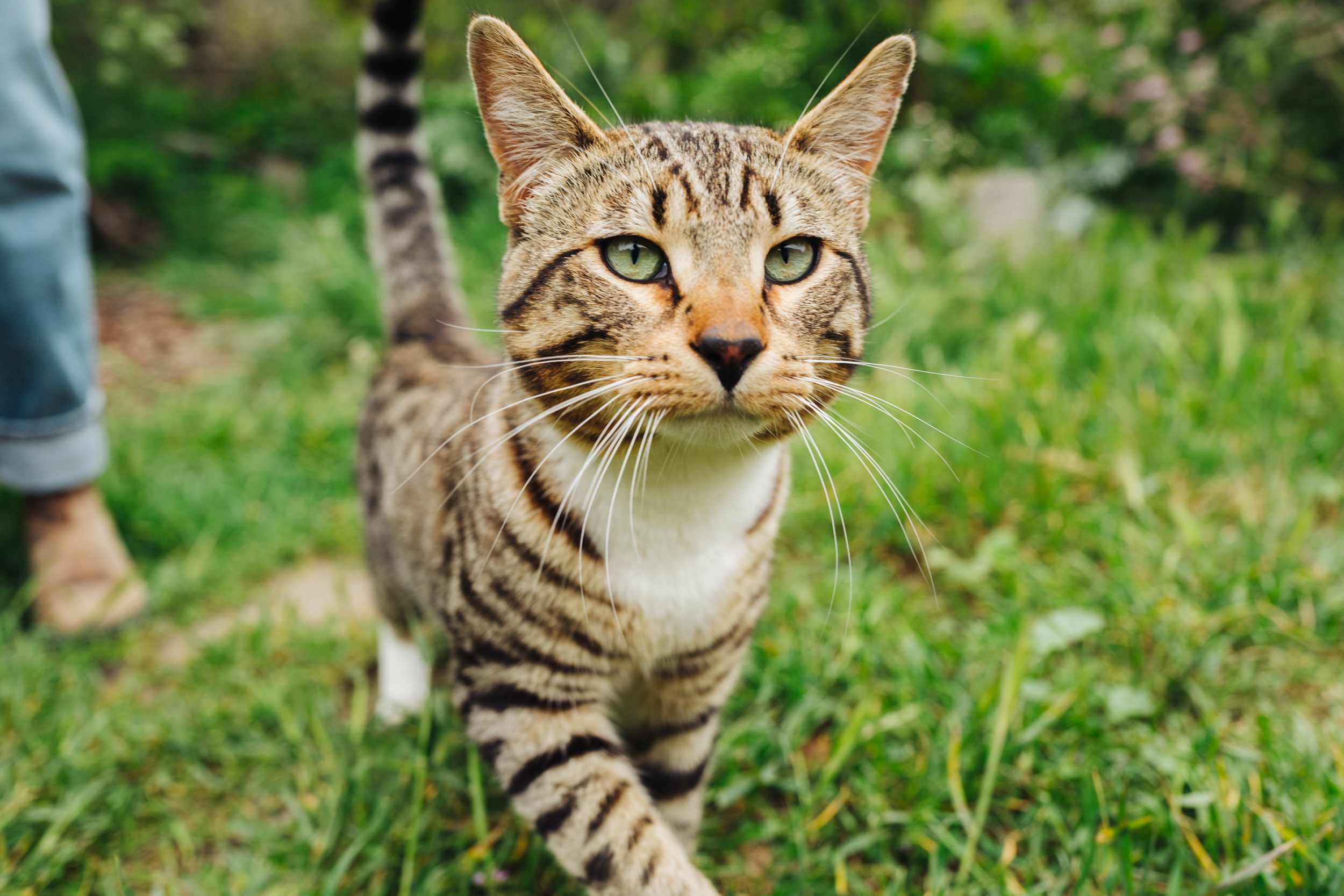 We loved hanging out with "Tibus” — He's super friendly and curious and followed us around during our stay!