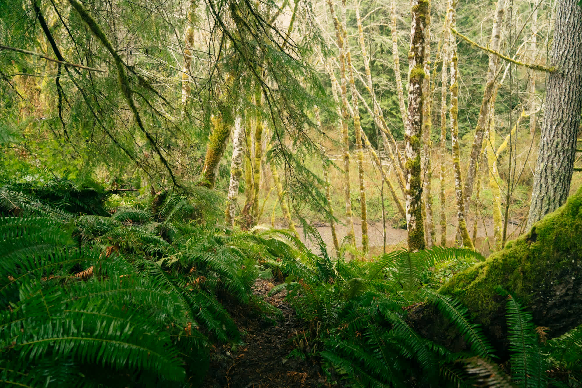Salt Creek Meadows