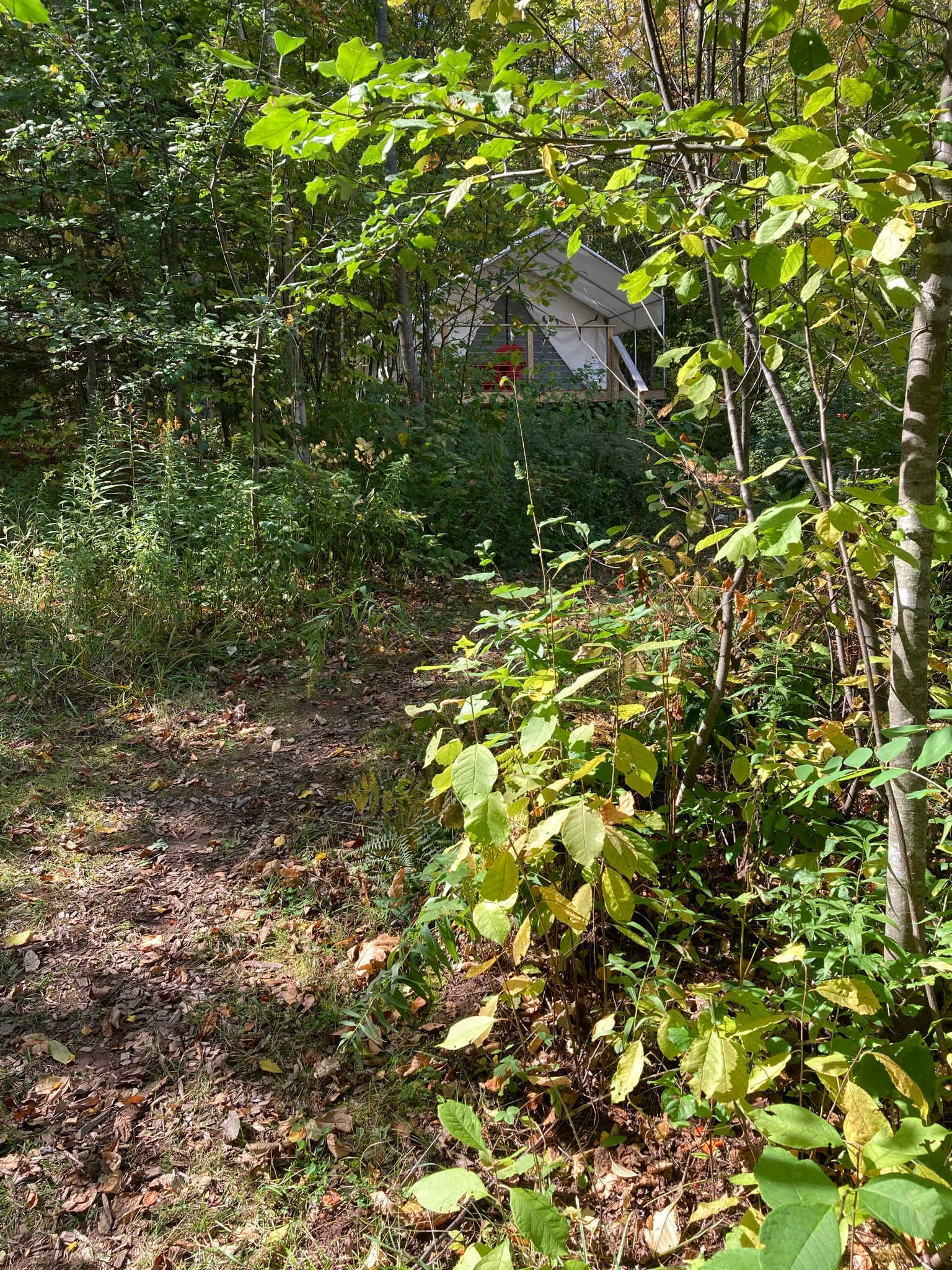 Picture of the site