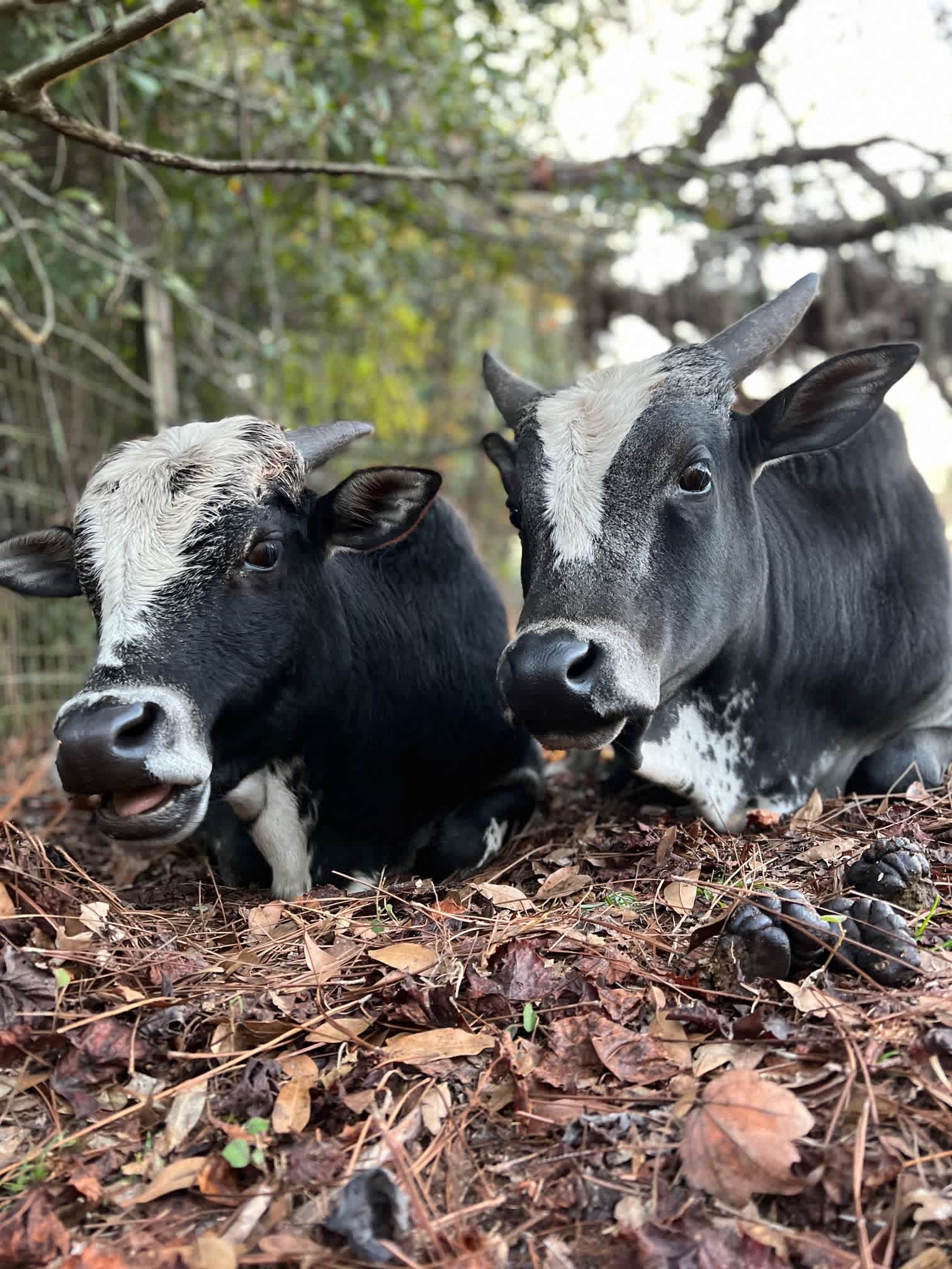Alfie and Charlie the mini Zebu